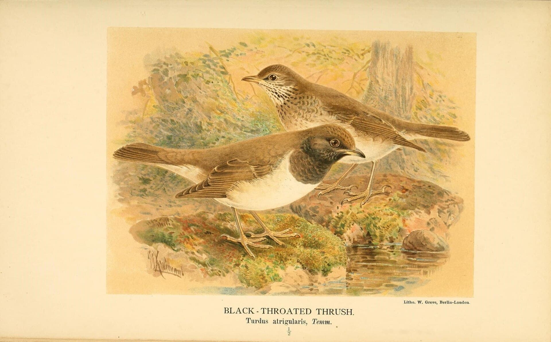 Zwartkeellijster (Turdus atrogularis) - Coloured figures of the birds of the British Islands - issued by Lord Lilford (10036402653)