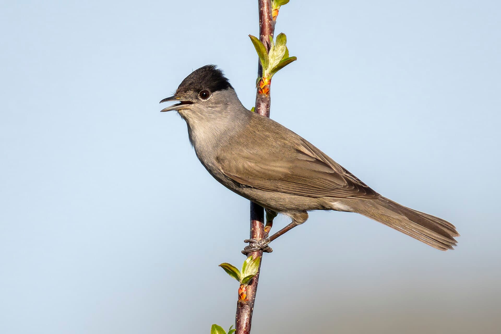 Zwartkop (Sylvia atricapilla) - Eurasian Blackcap 2025 04 05