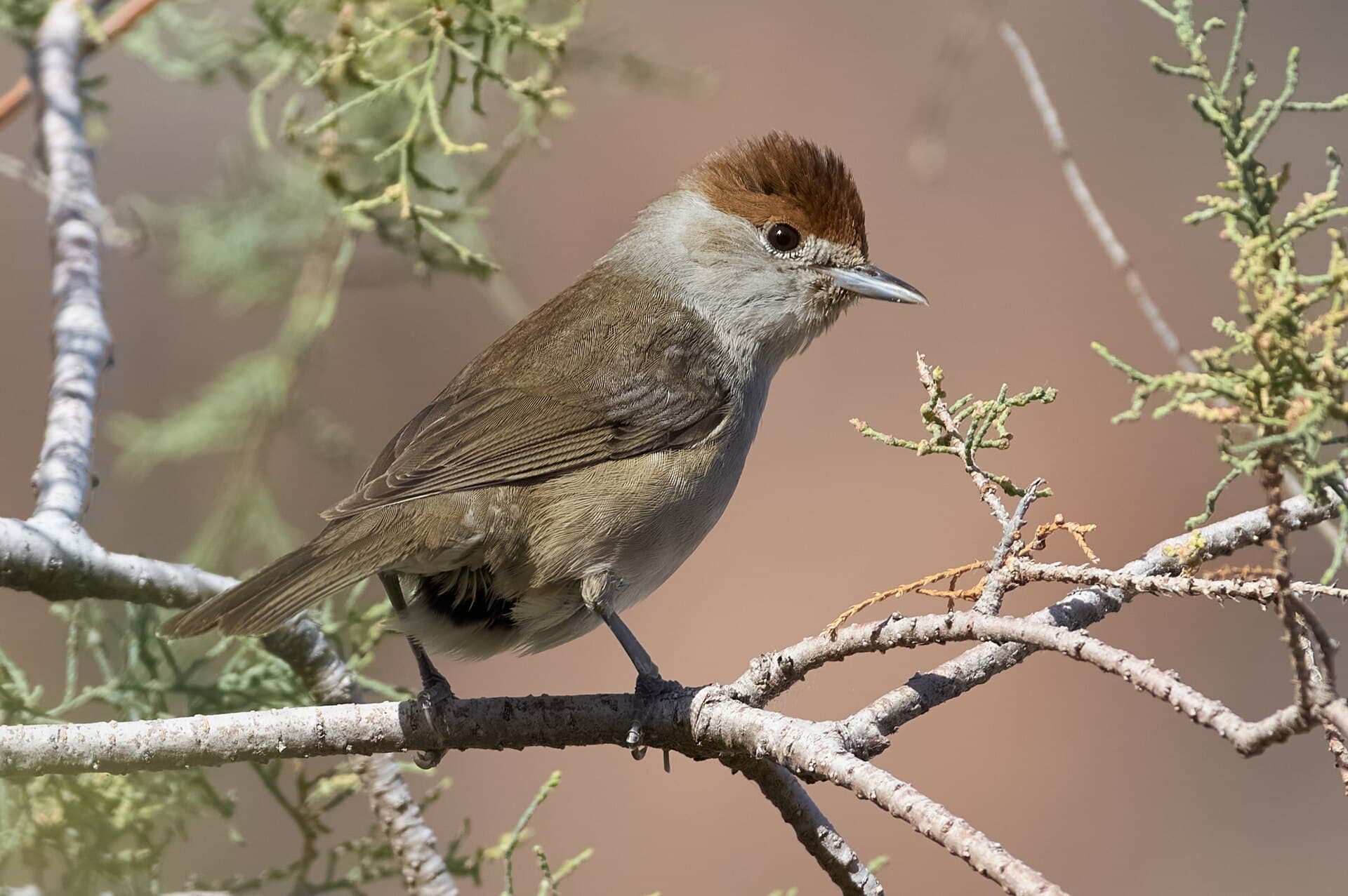 Zwartkop (Sylvia atricapilla) - Sylvia atricapilla heineken