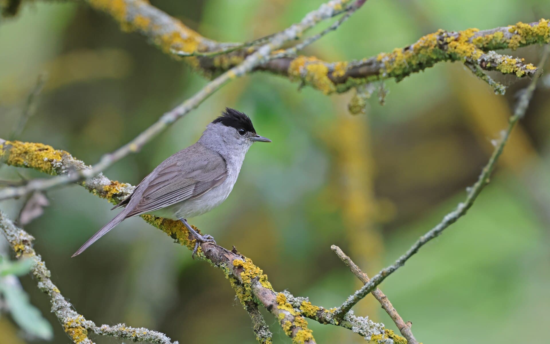 Zwartkop (Sylvia atricapilla) - Blackcap by christoph moning