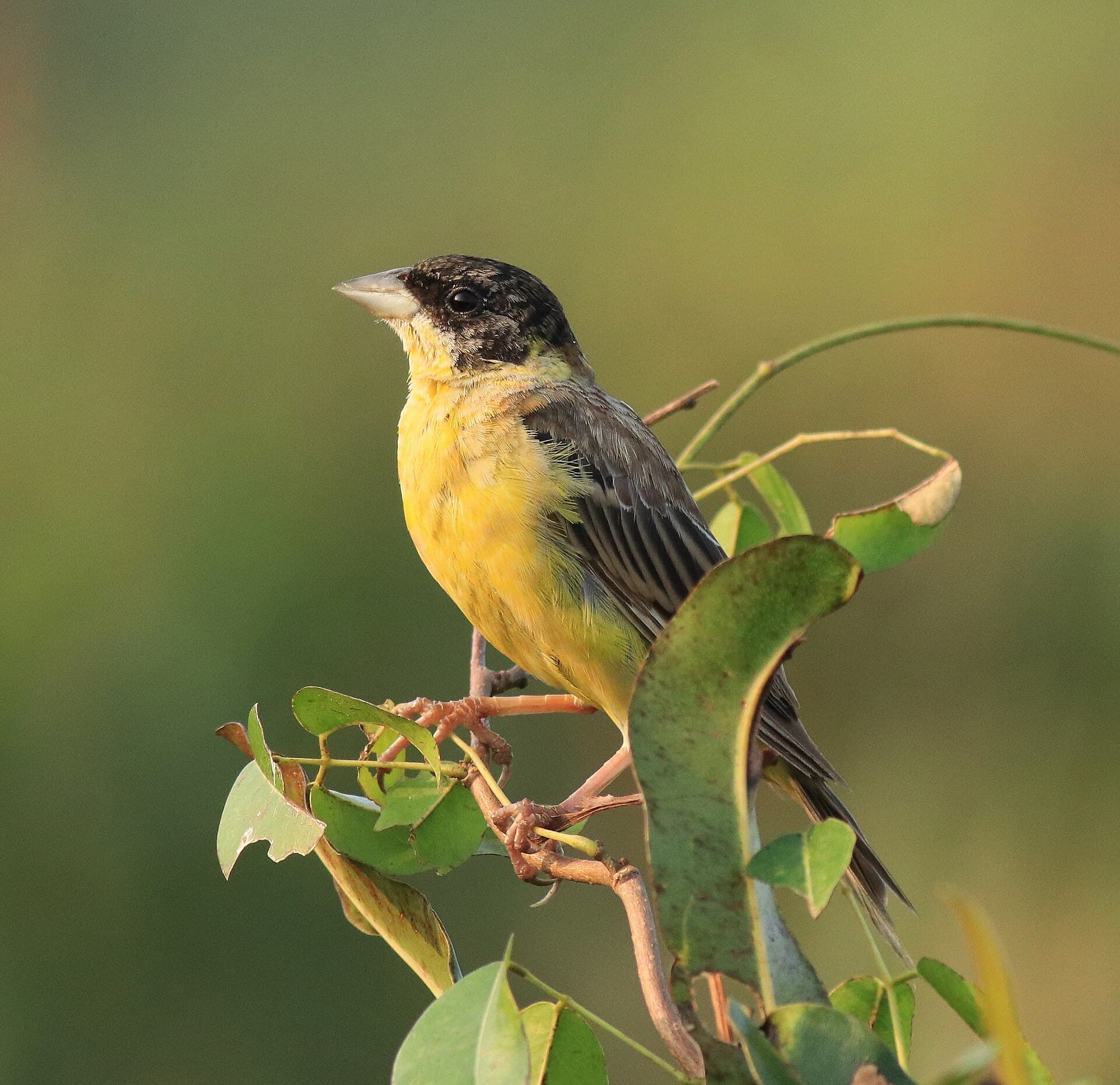 Zwartkopgors (Emberiza melanocephala) - Black-headed bunting male 8