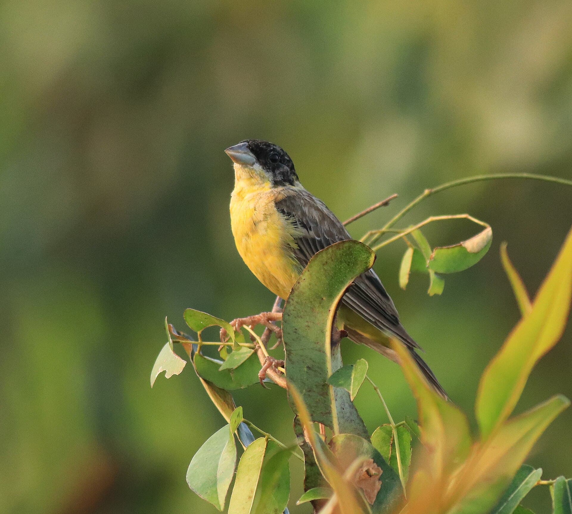 Zwartkopgors (Emberiza melanocephala) - Black-headed bunting 35