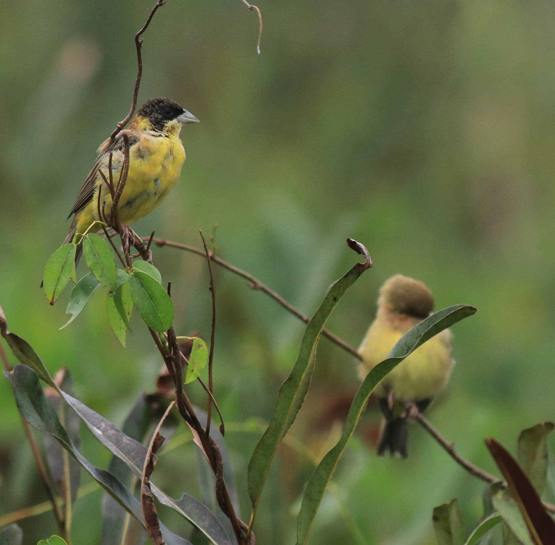 Zwartkopgors (Emberiza melanocephala) - Black-headed bunting and Red-headed bunting 16