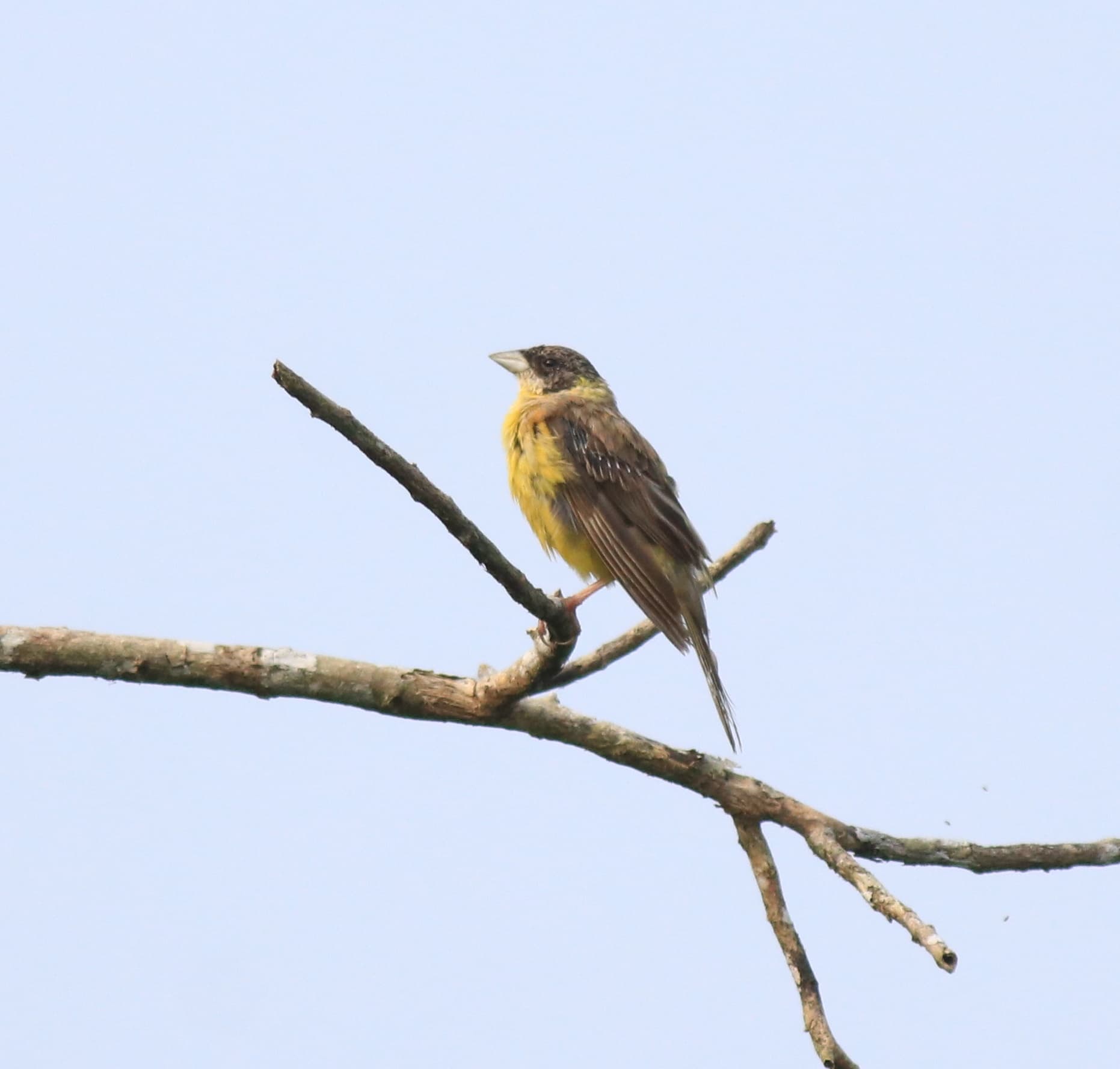 Zwartkopgors (Emberiza melanocephala) - Black-headed bunting 6
