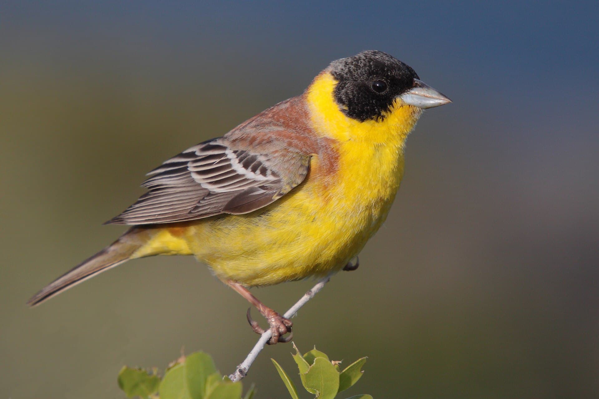 Zwartkopgors (Emberiza melanocephala) - 28-090504-black-headed-bunting-at-first-layby