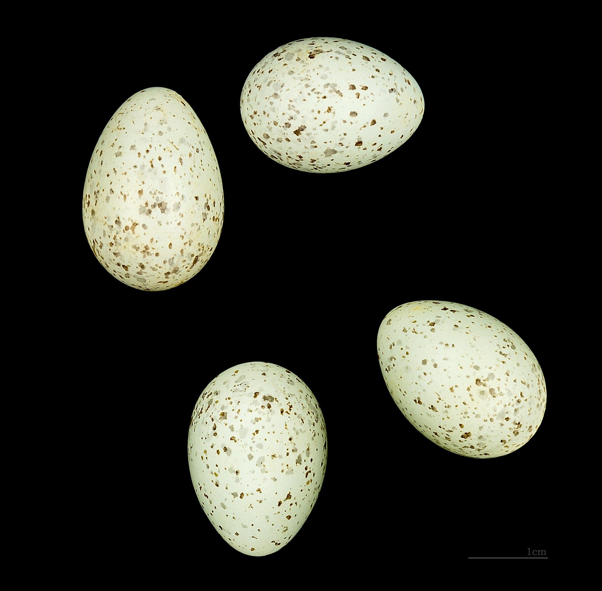Zwartkopgors (Emberiza melanocephala) - Emberiza melanocephala MHNT.ZOO.2010.11.218 Salonique
