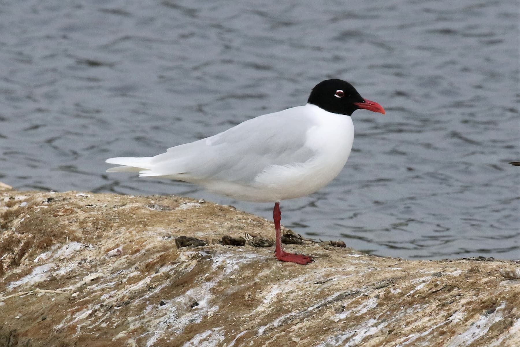 zwartkopmeeuw (Ichthyaetus melanocephalus) - Ichthyaetus melanocephalus, Olhão, Faro, Portugal 1