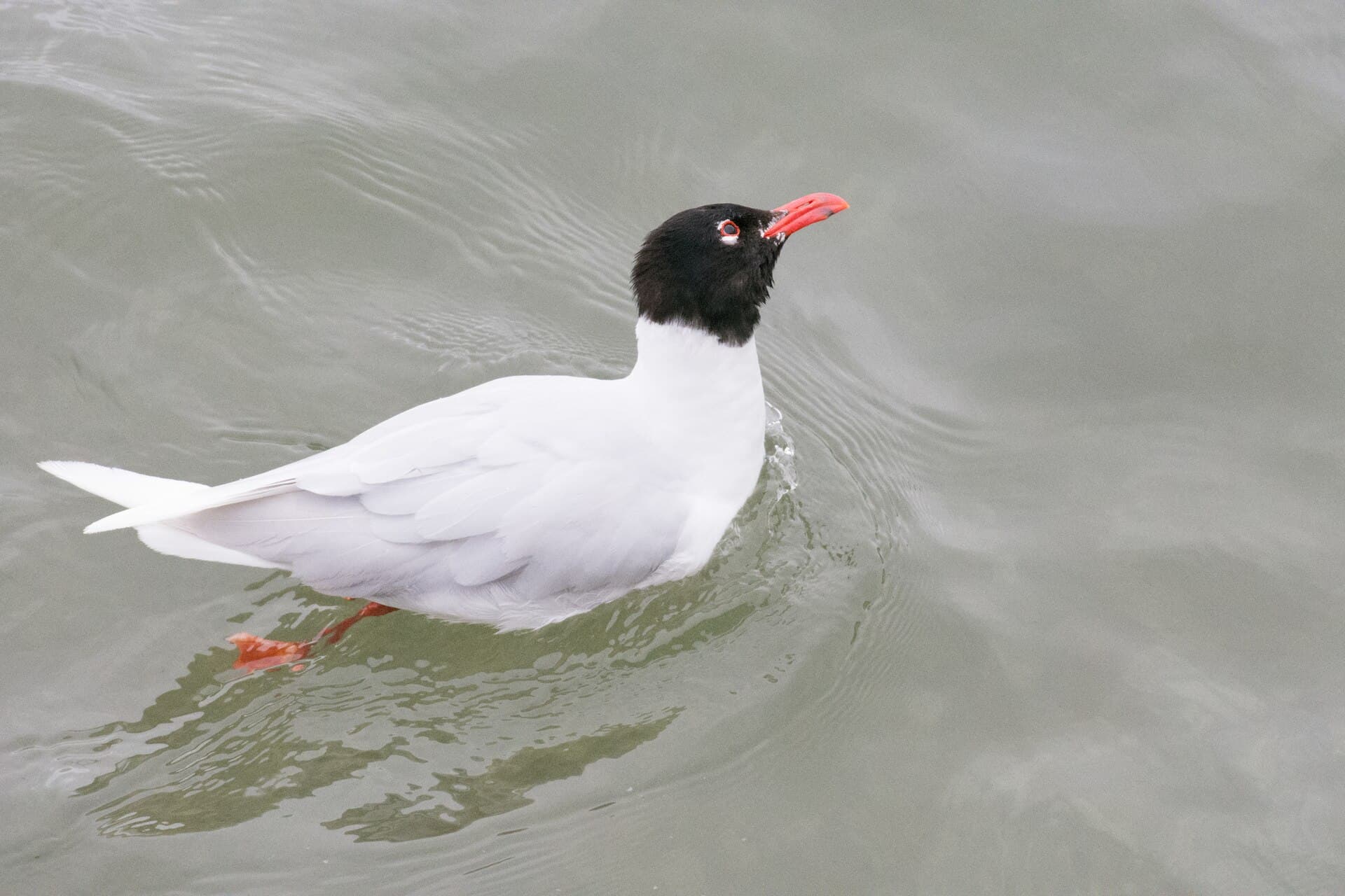 zwartkopmeeuw (Ichthyaetus melanocephalus) - Ichthyaetus melanocephalus, St Mawes, Falmouth, Cornwall 06