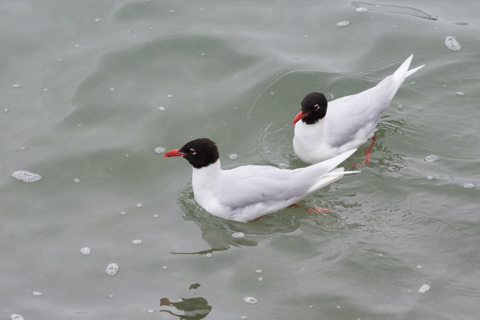 zwartkopmeeuw (Ichthyaetus melanocephalus) - Ichthyaetus melanocephalus, St Mawes, Falmouth, Cornwall 12