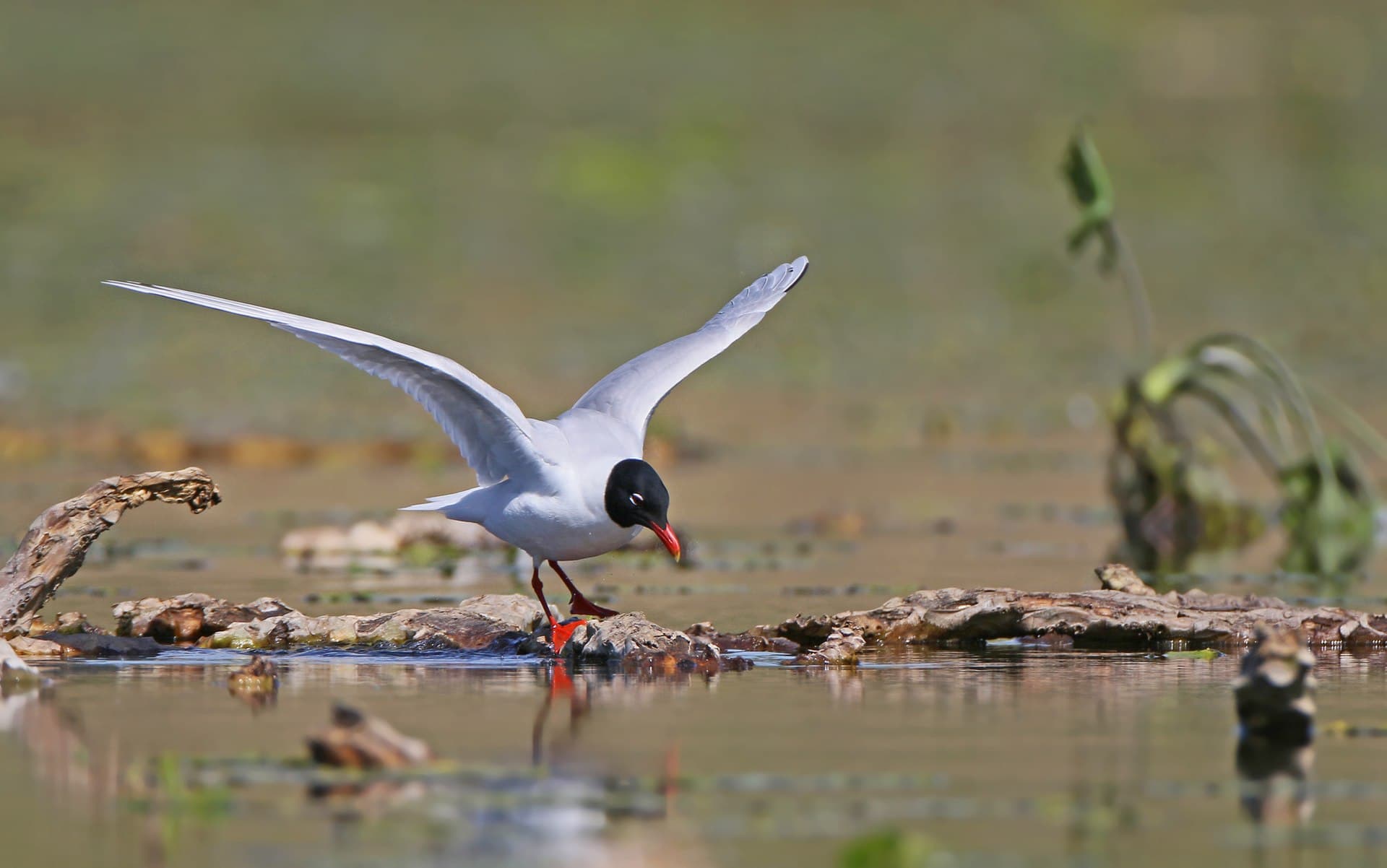 zwartkopmeeuw (Ichthyaetus melanocephalus) - Ichthyaetus melanocephalus, Niederalteich, Bayern, Germany 14