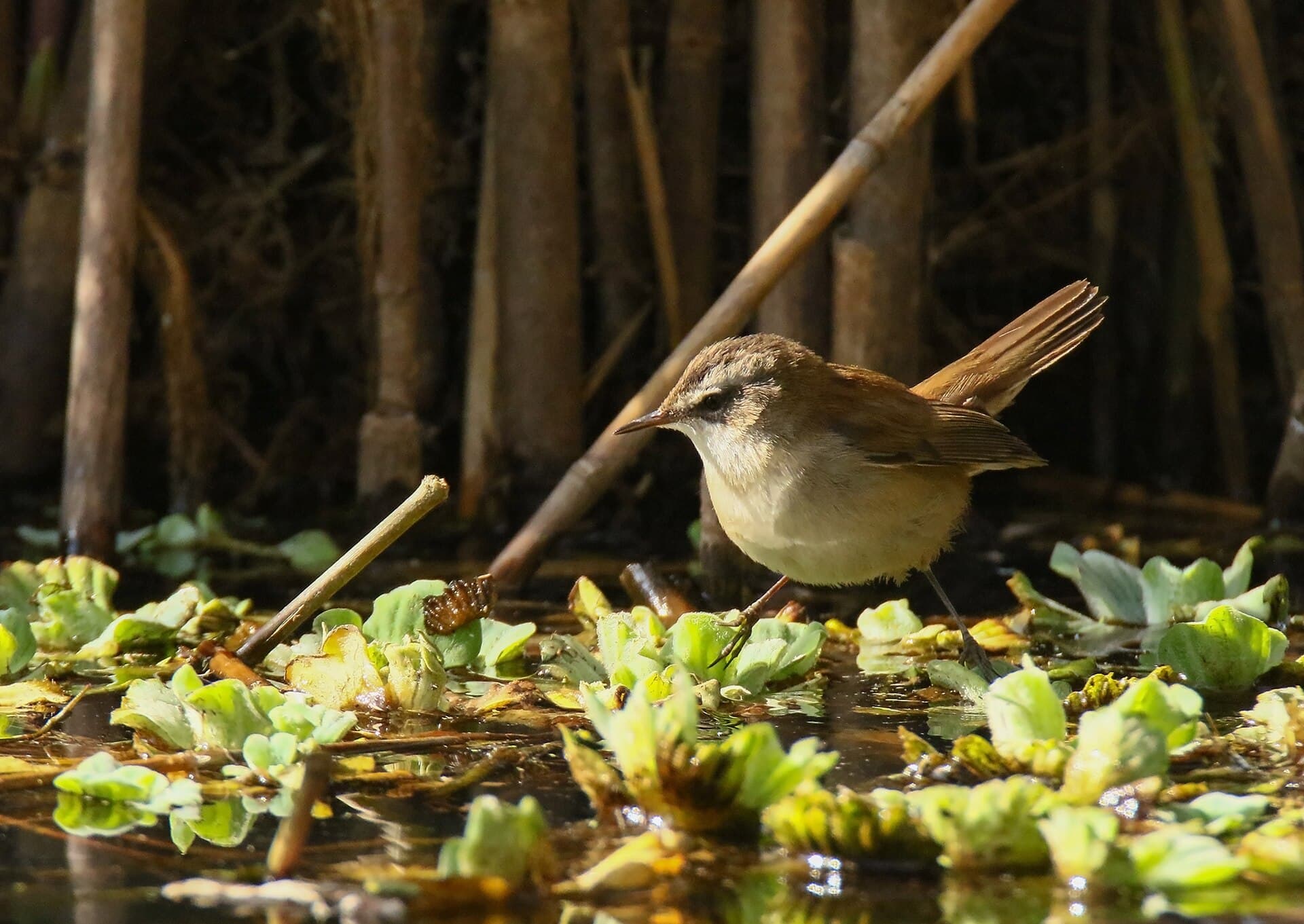 Zwartkoprietzanger (Acrocephalus melanopogon) - Moustached Warbler (Acrocephalus melanopogon) (32382232854)