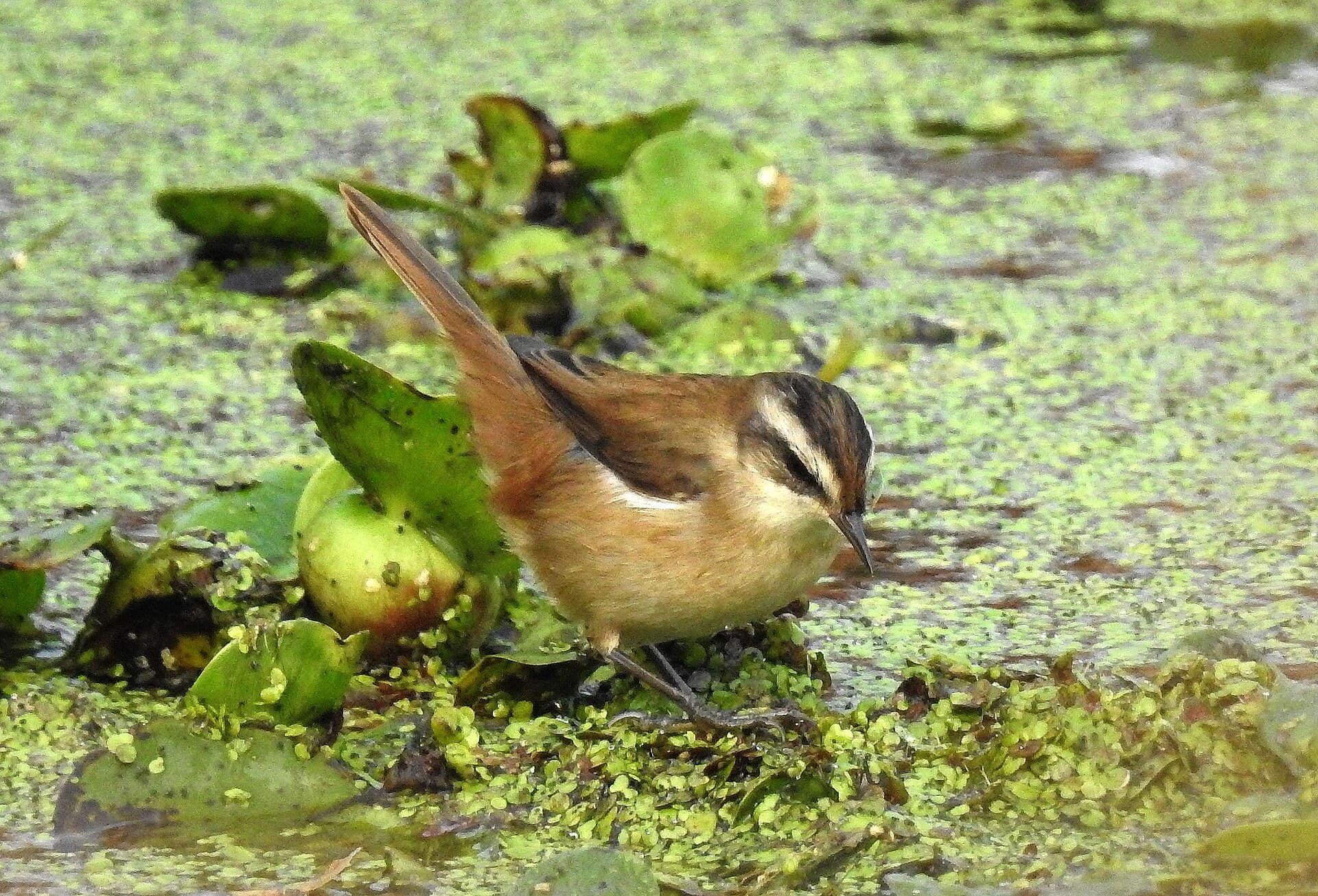Zwartkoprietzanger (Acrocephalus melanopogon) - Moustached Warbler Acrocephalus melanopogon by Dr. Raju Kasambe (1)
