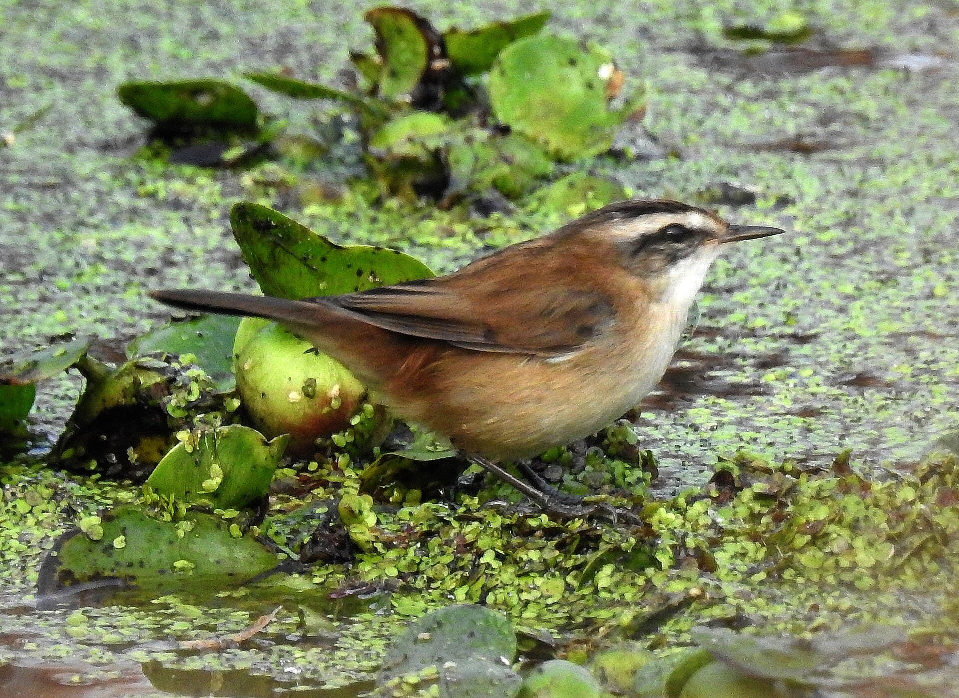 Zwartkoprietzanger (Acrocephalus melanopogon) - Moustached Warbler Acrocephalus melanopogon by Dr. Raju Kasambe (3)