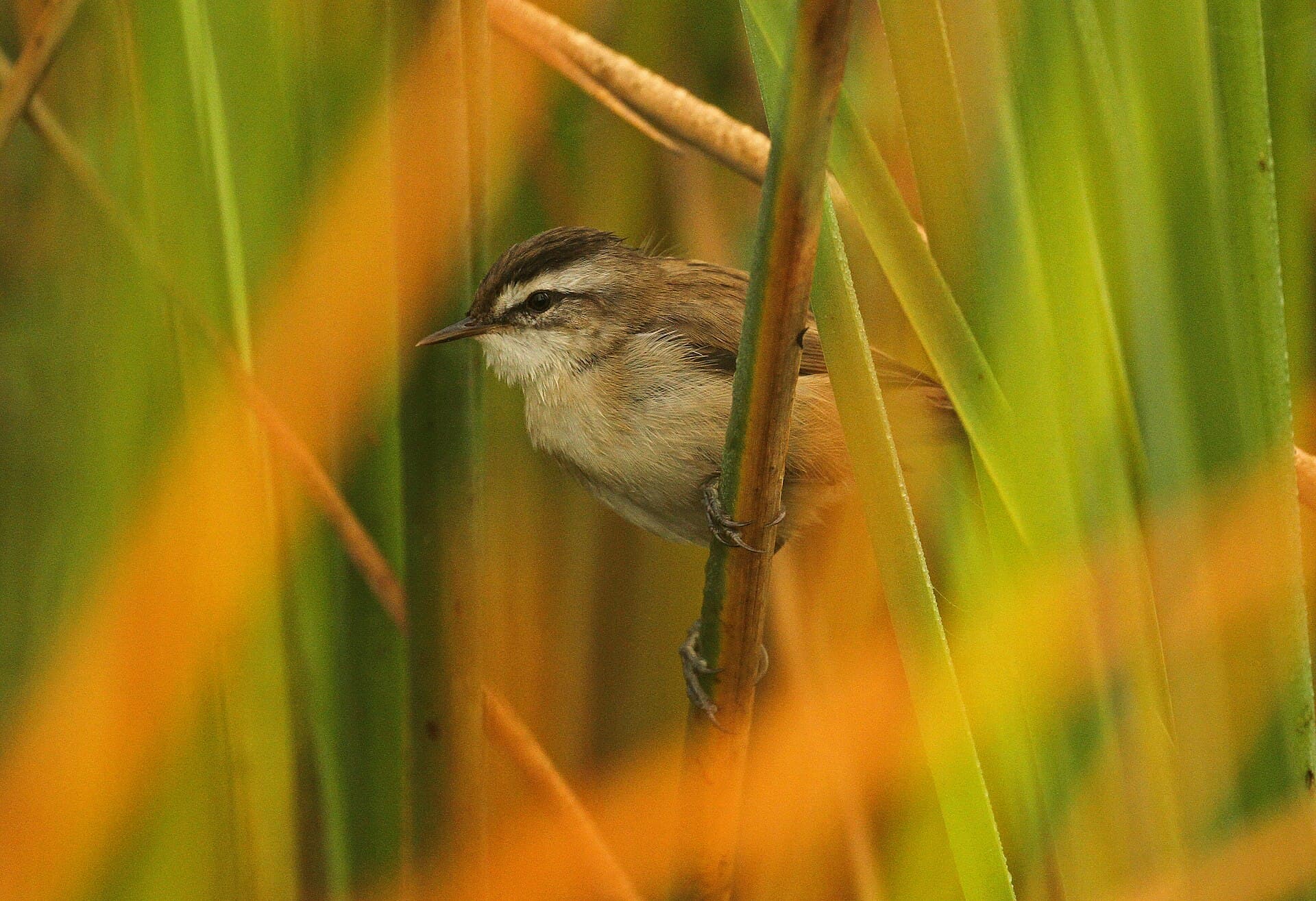 Zwartkoprietzanger (Acrocephalus melanopogon) - Moustached warbler