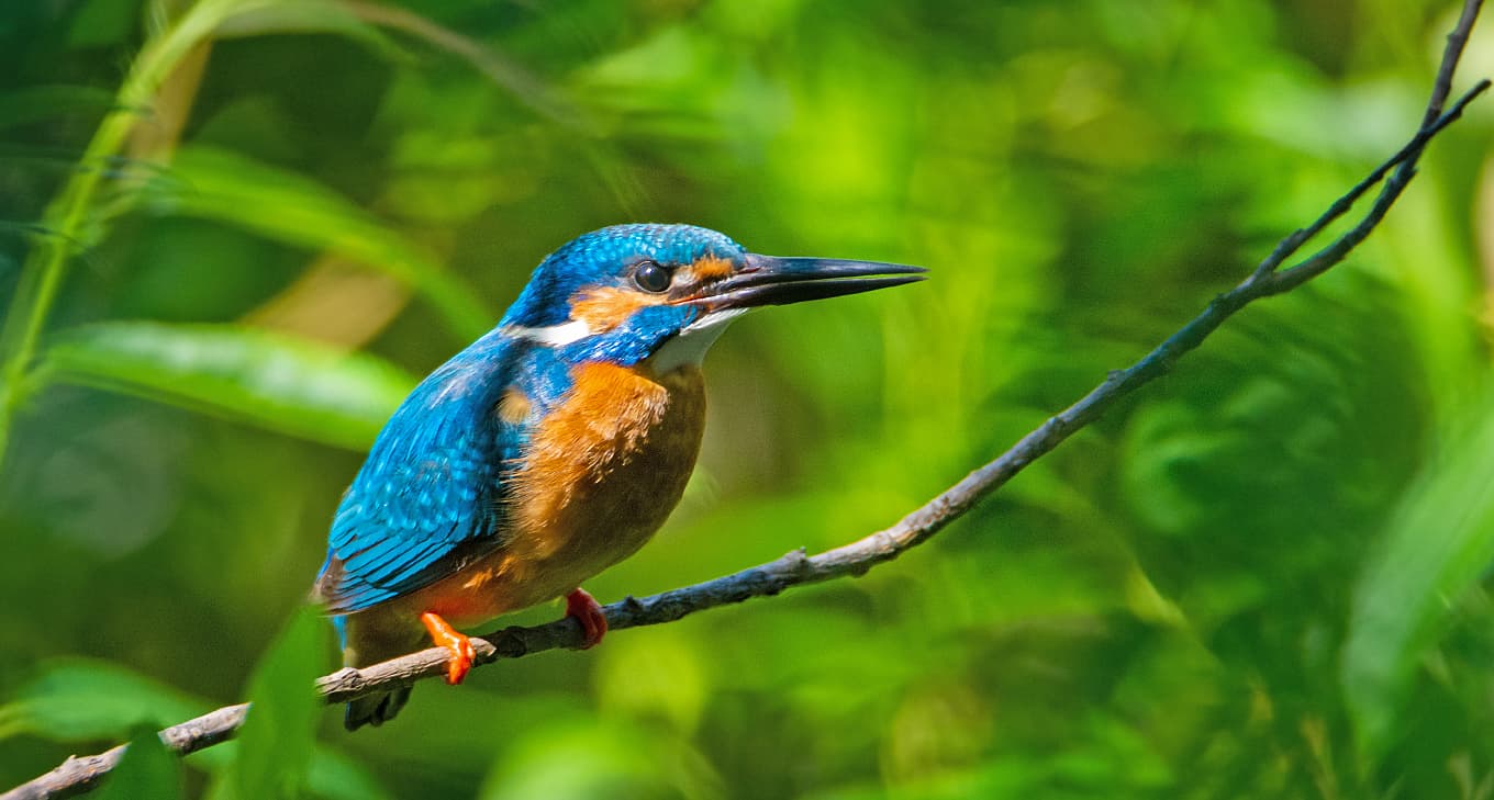 IJsvogel met blauw-oranje verenkleed zit op tak boven helder water