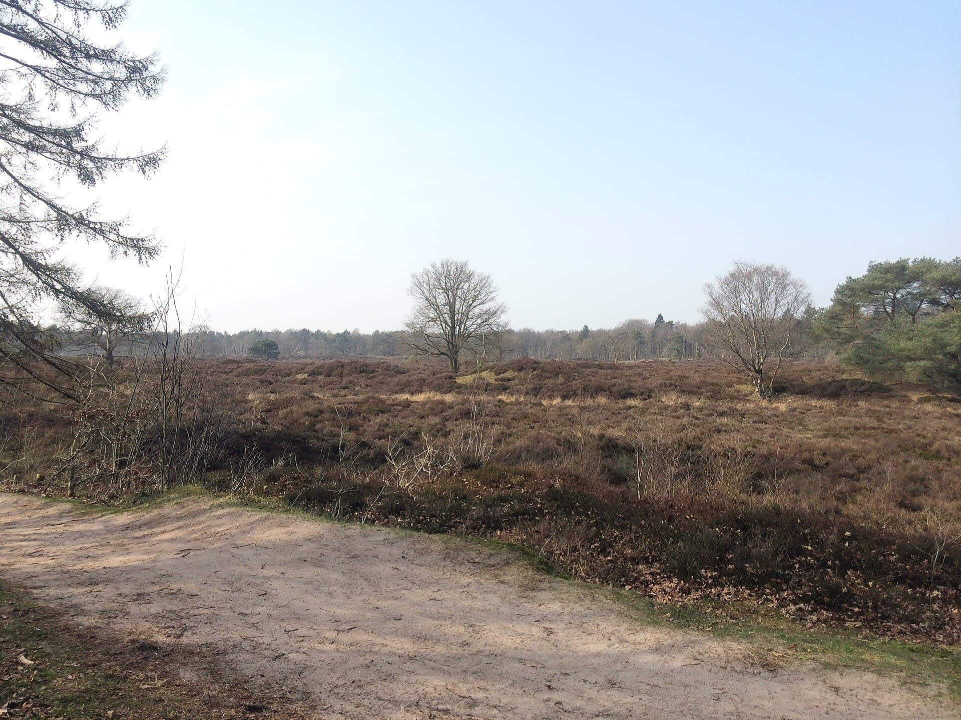 Bakkeveense Duinen - Bakkeveense Duinen