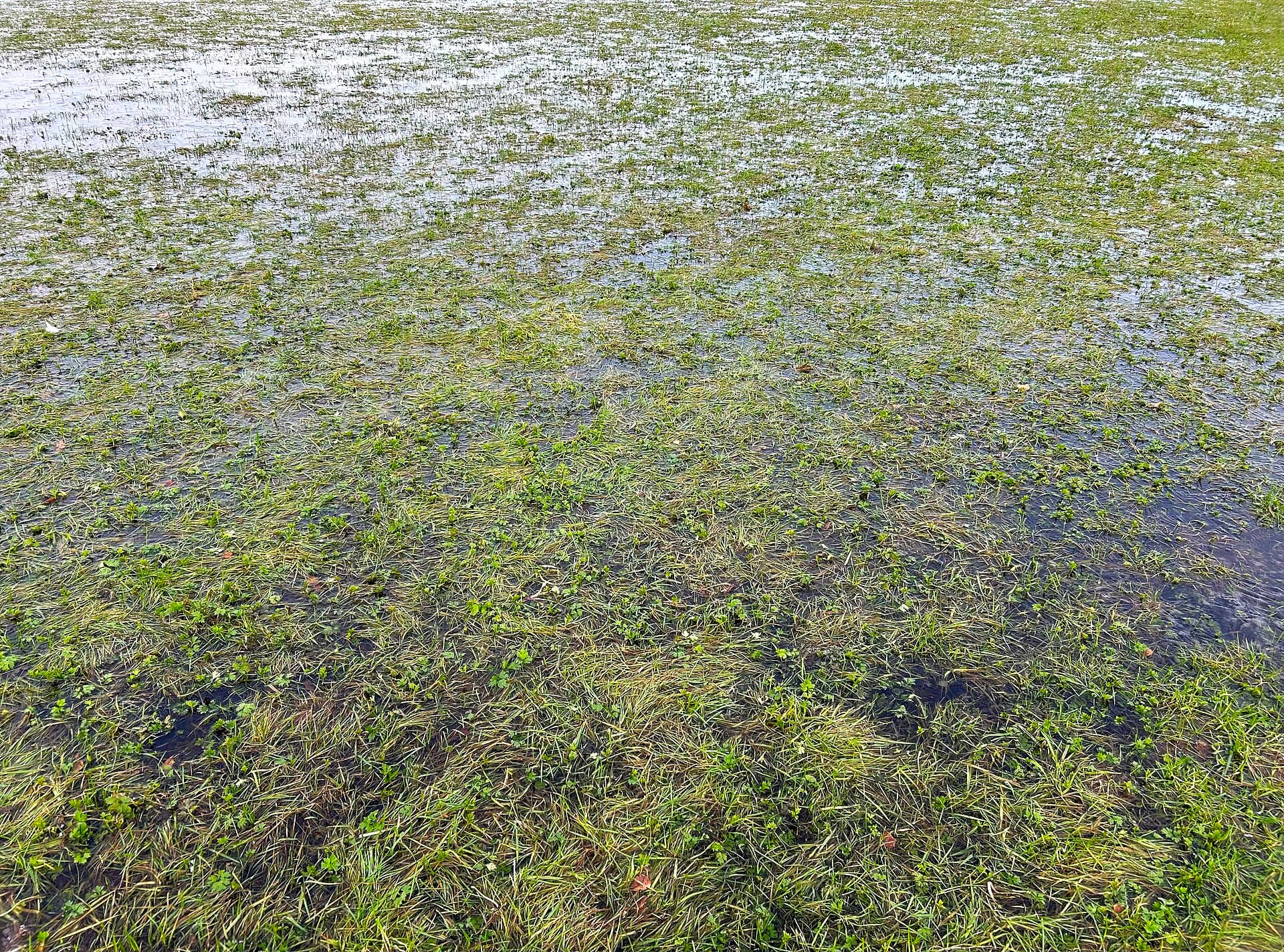 Deurnsche Peel & Mariapeel - Winteraspect van een onder water gelopen en bevroren Lolio-Potentillion-grasland