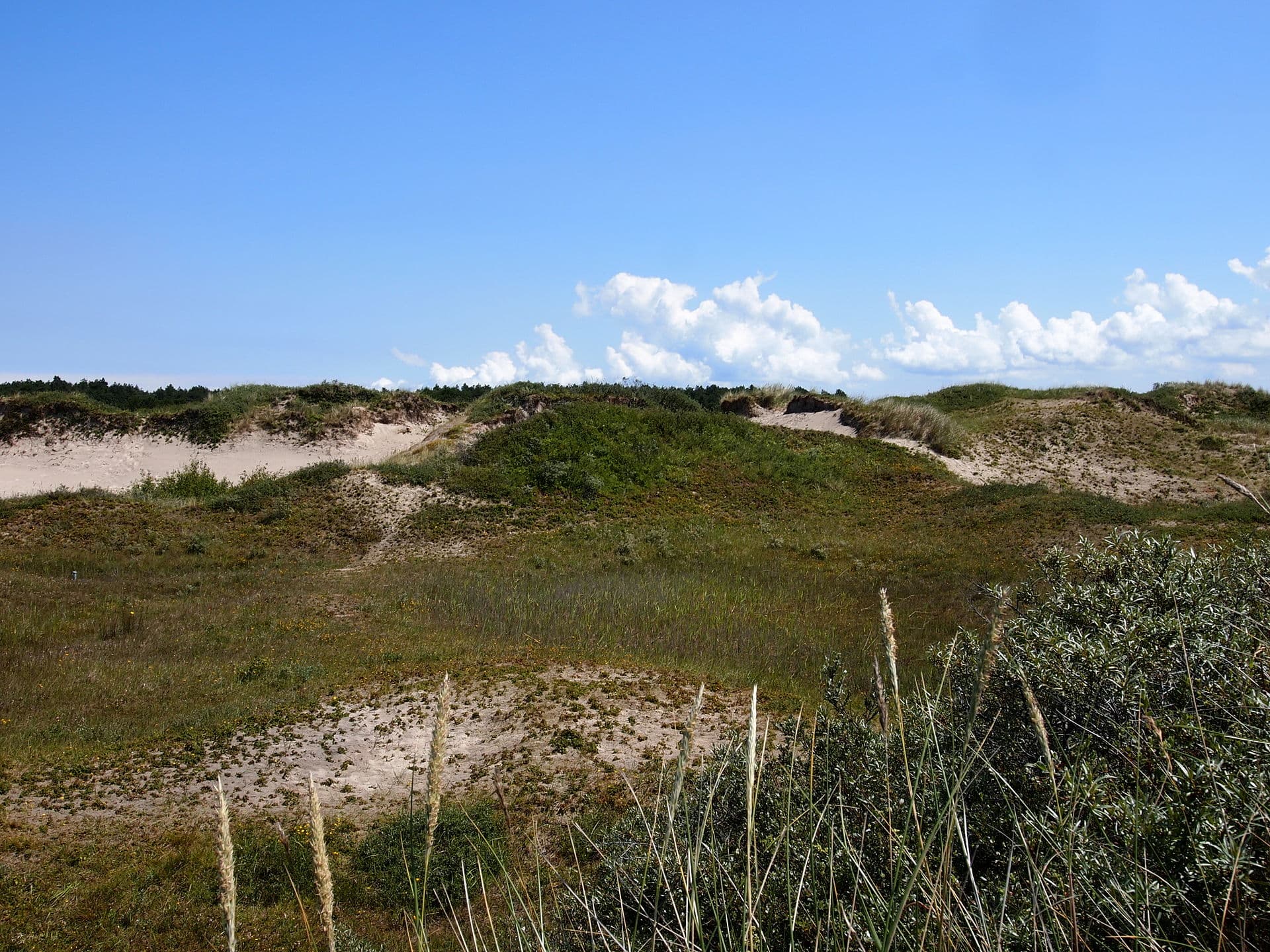 Duinen Schiermonnikoog - Duinen landschap. Schiermonnikoog