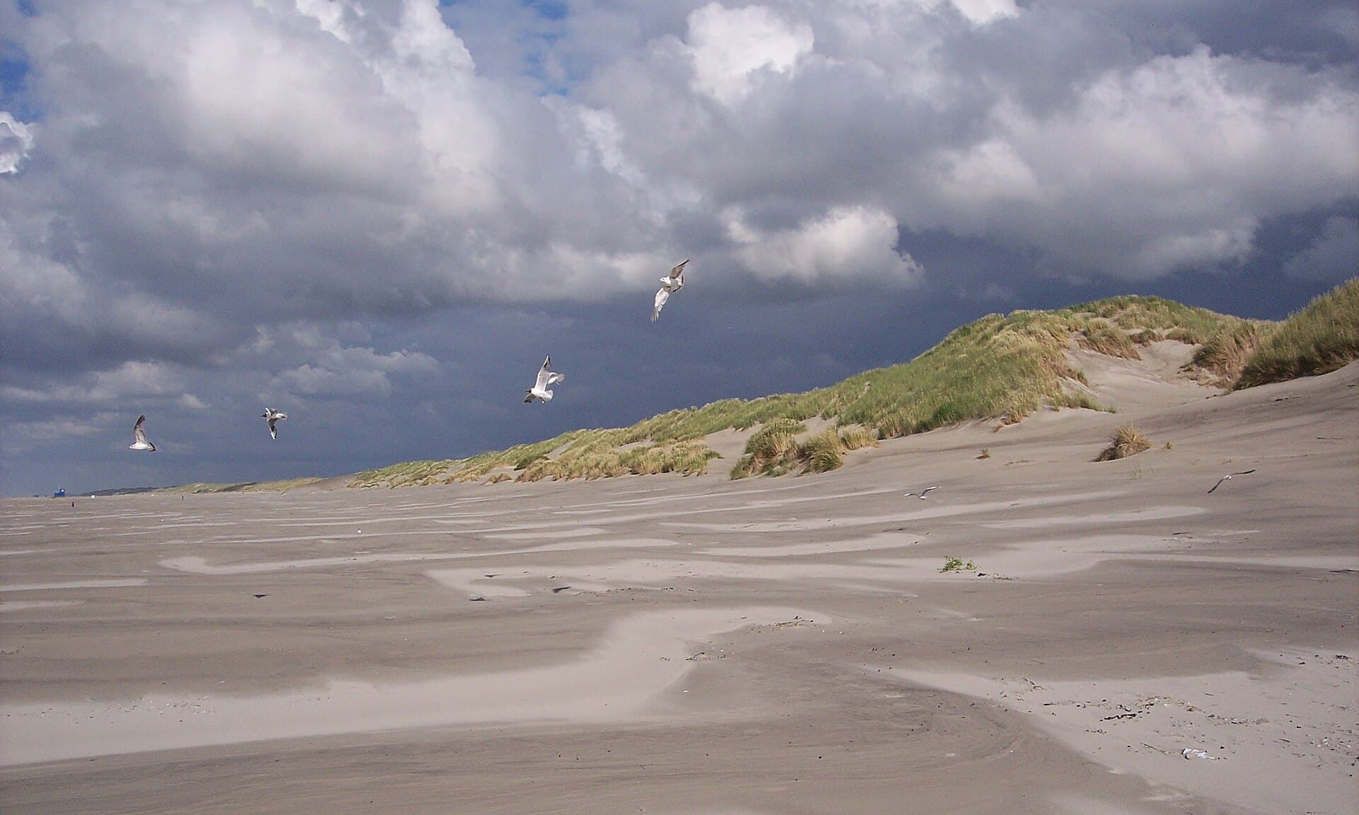 Duinen Terschelling - Terschelling Dunes