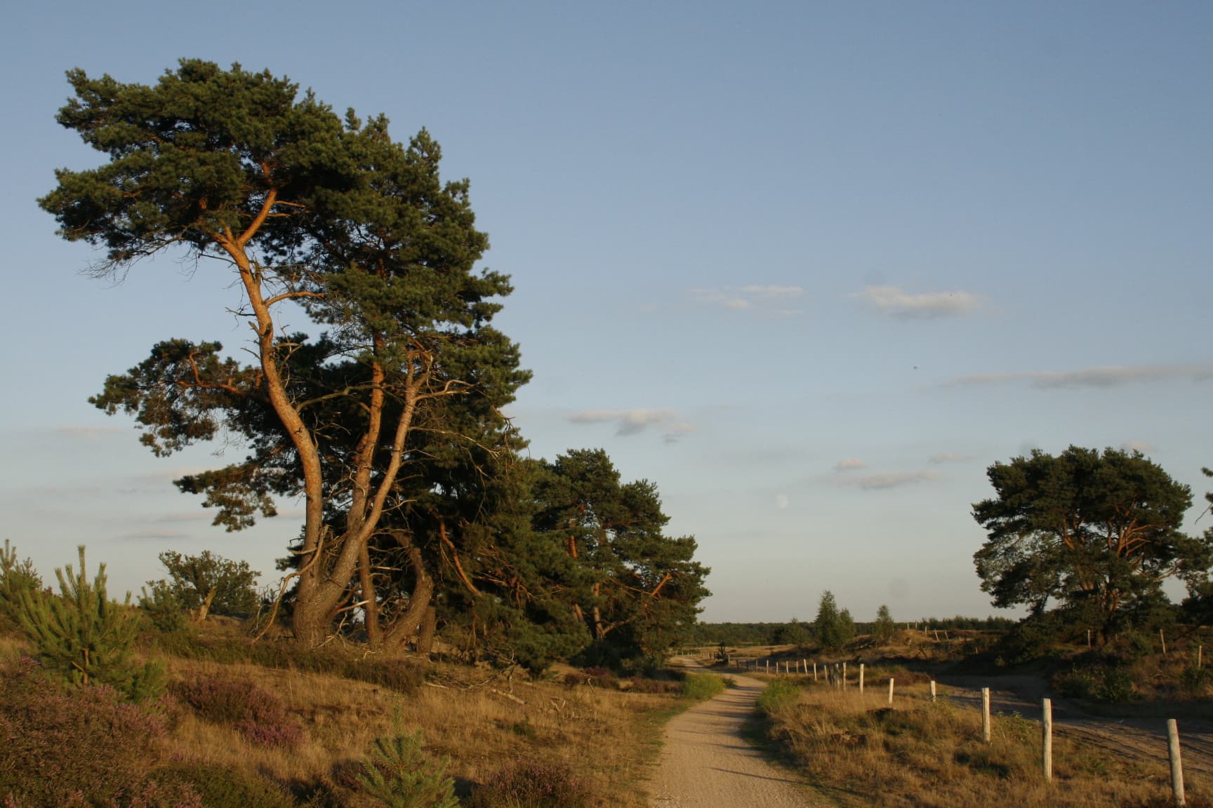Leenderbos, Groote Heide & De Plateaux - Vliegdennen op de Groote Heide bij Leende