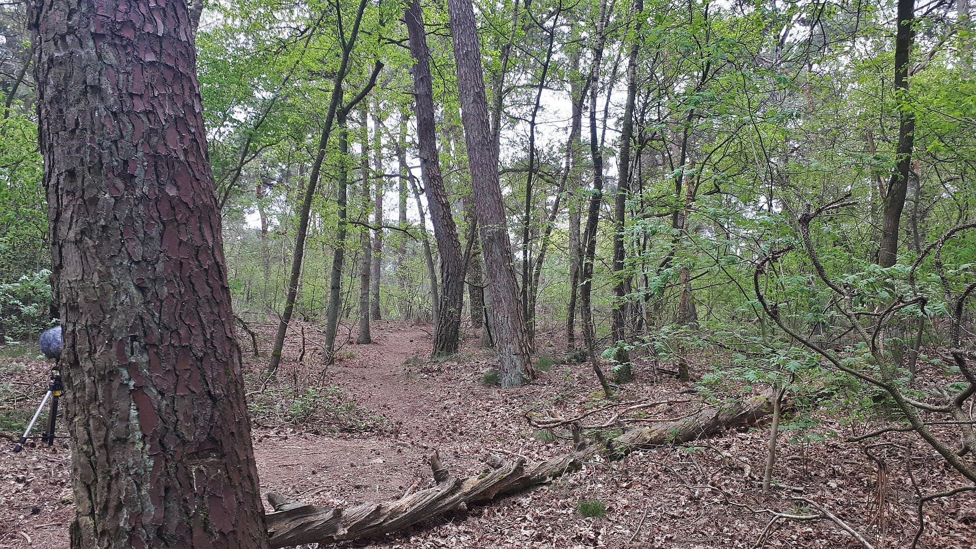 Loonse en Drunense Duinen & Leemkuilen - Bos Loonse en Drunense Duinen April 2020