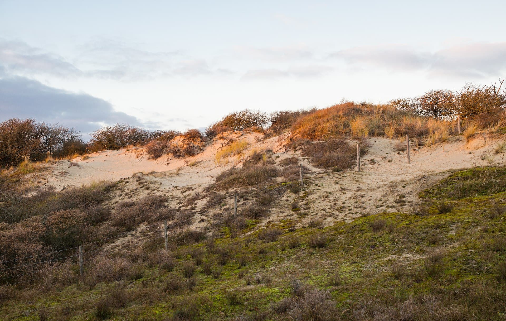 Meijendel & Berkheide - Wassenaar Dunes (31367287052)