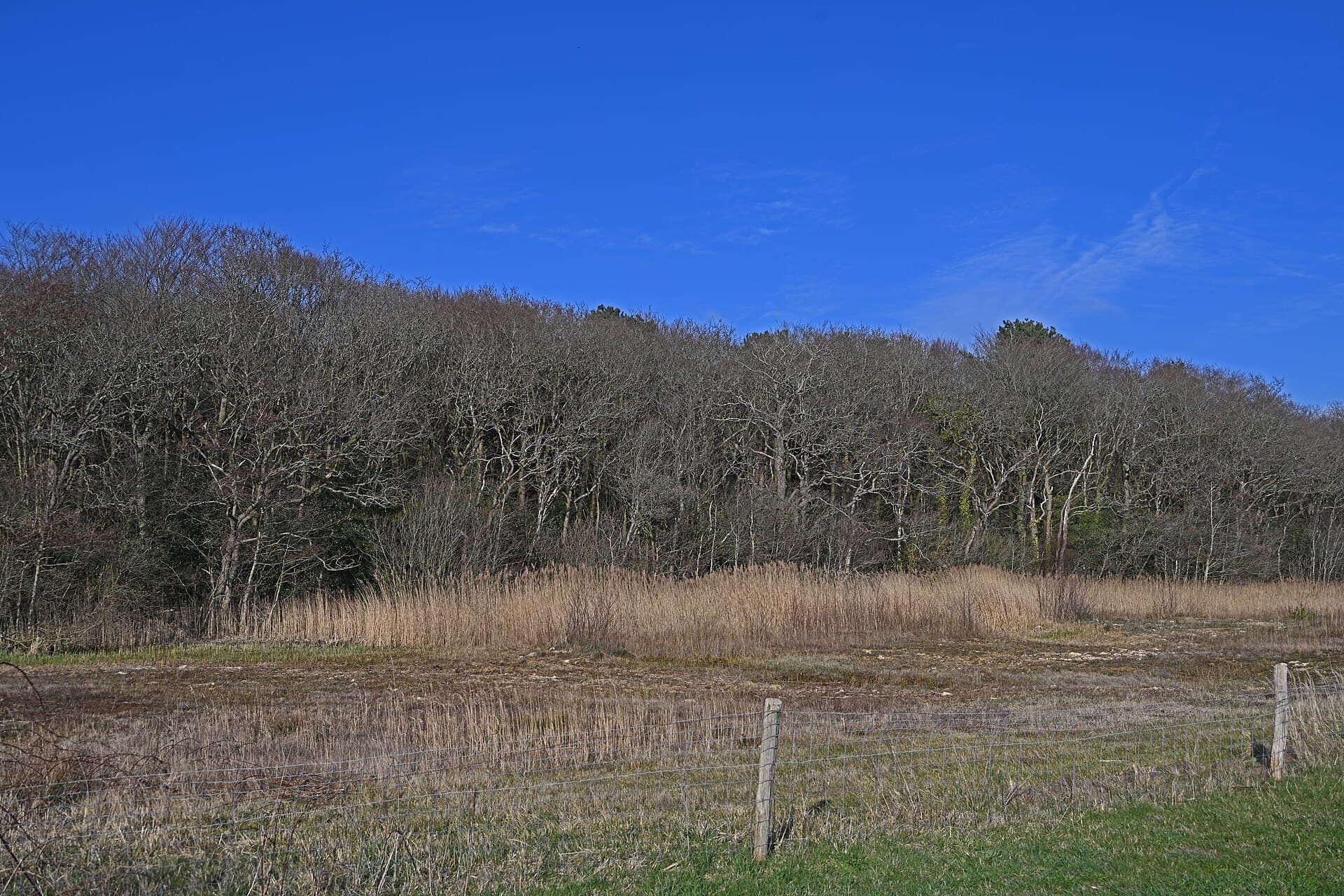 Noordhollands Duinreservaat - Bergen NH Edge of the forest seen from Paddenpad to the northeast