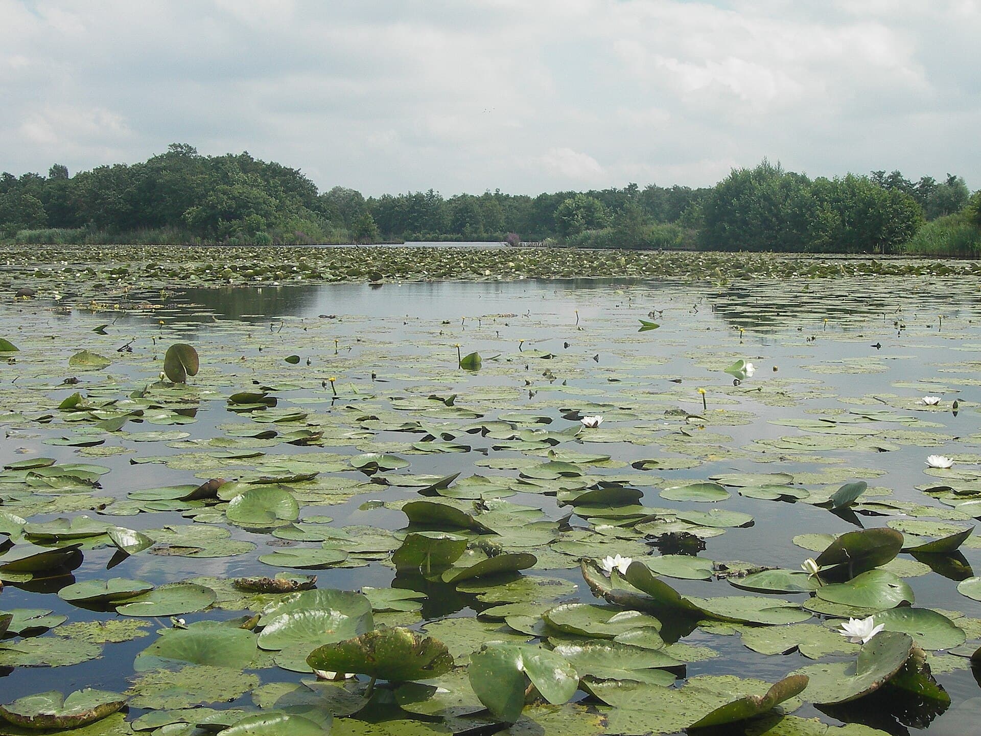 Oostelijke Vechtplassen - Waterlelies bij kortenhoef