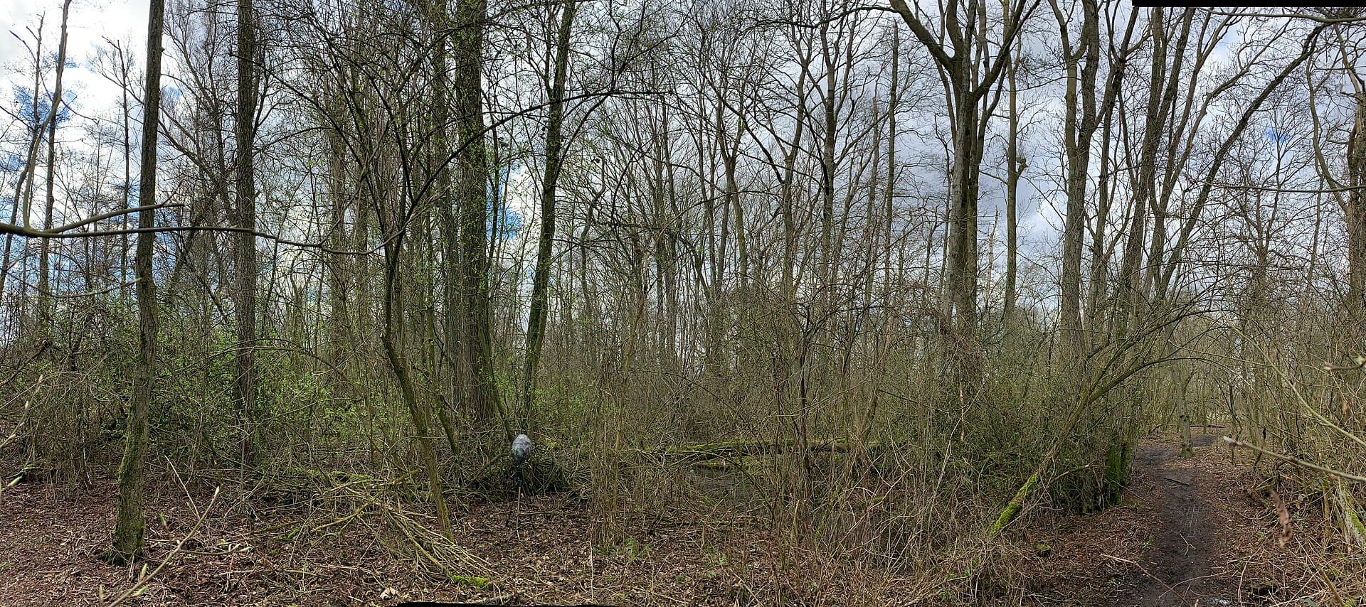 Vlijmens Ven, Moerputten & Bossche Broek - Moerputten moeras 's-Hertogenbosch