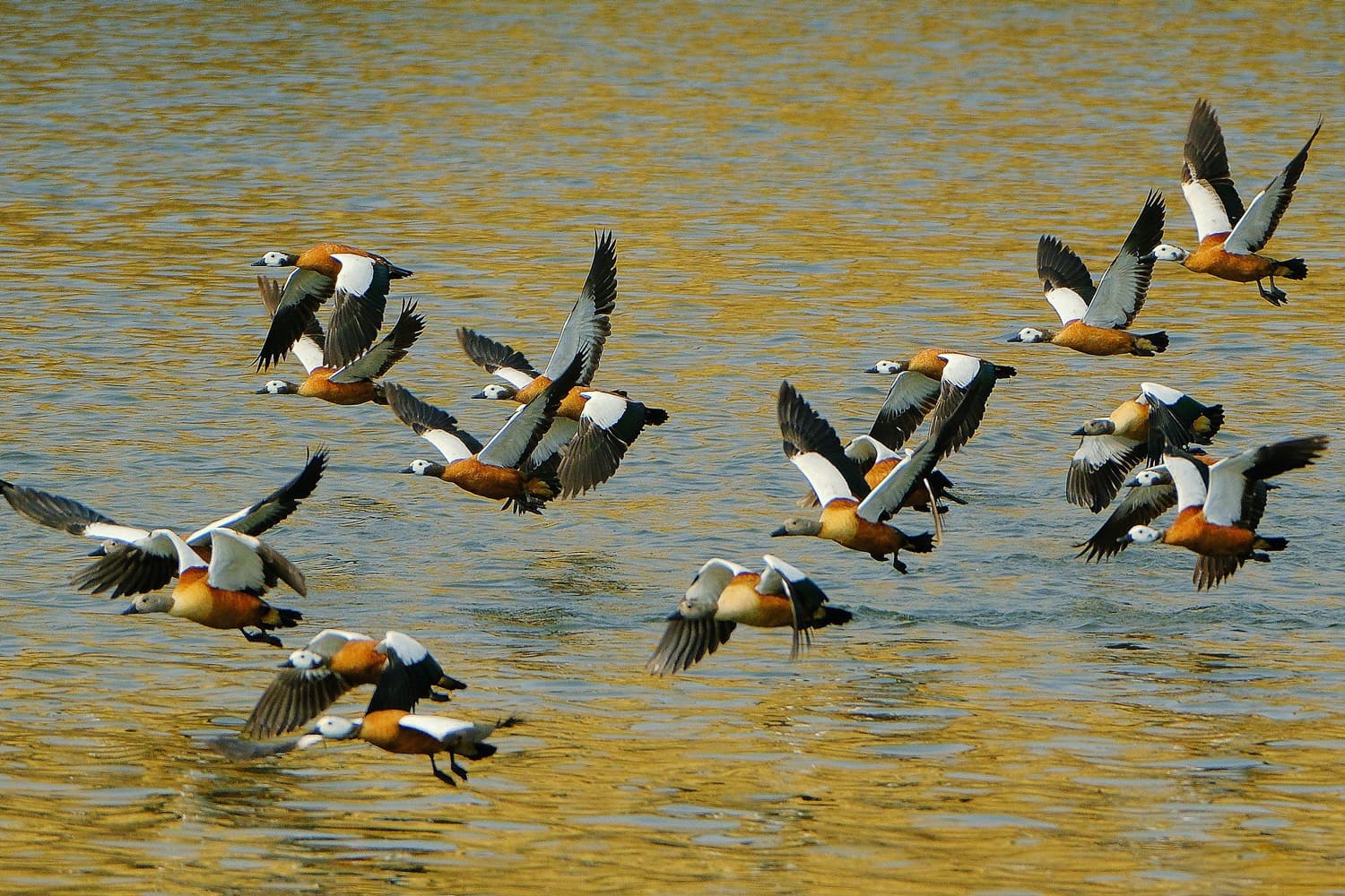 Afrikaanse bergeend (Tadorna cana) - Tadorna cana, Avis Dam, Windhoek, Namibia 321900847