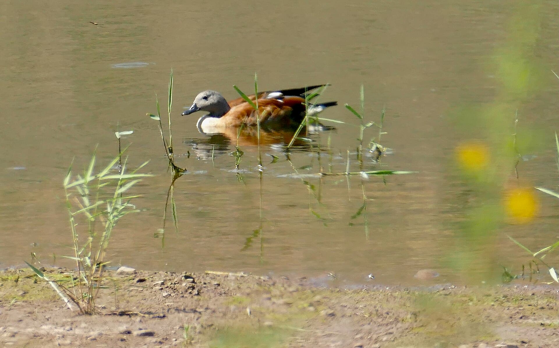 Afrikaanse bergeend (Tadorna cana) - South African Shelduck (Tadorna cana) male, Karoo NP, Beaufort West, Western Cape (52829301024)