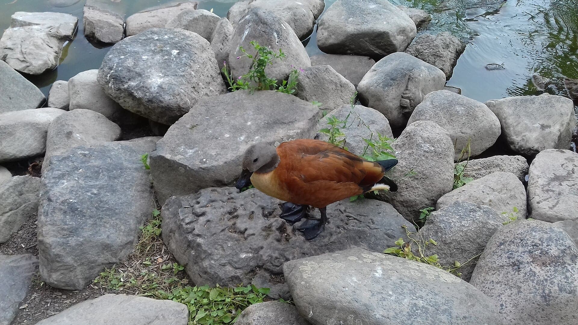 Afrikaanse bergeend (Tadorna cana) - Shelduck