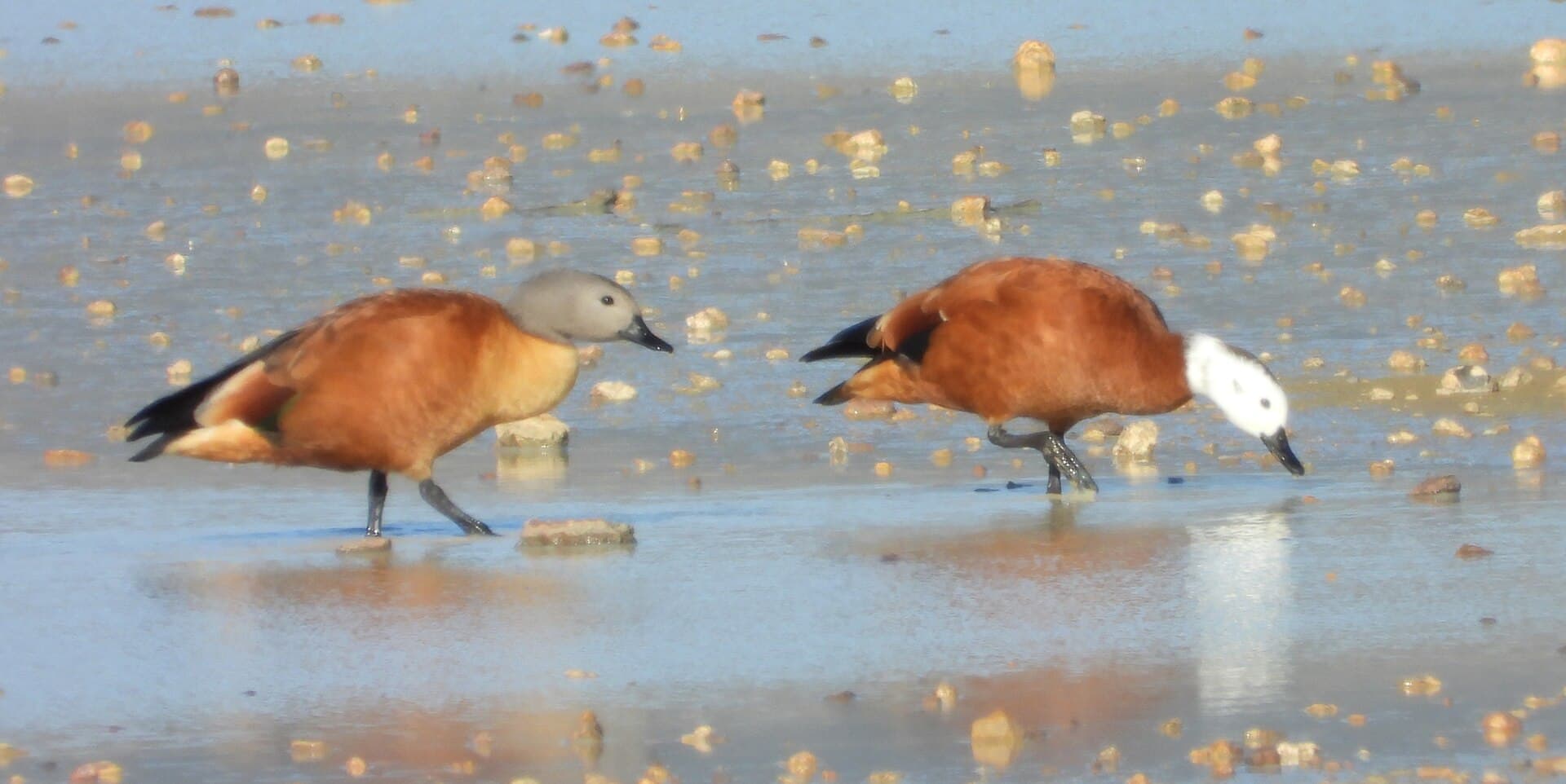 Afrikaanse bergeend (Tadorna cana) - Tadorna cana, Piketberg, Western Cape, South Africa 263265374