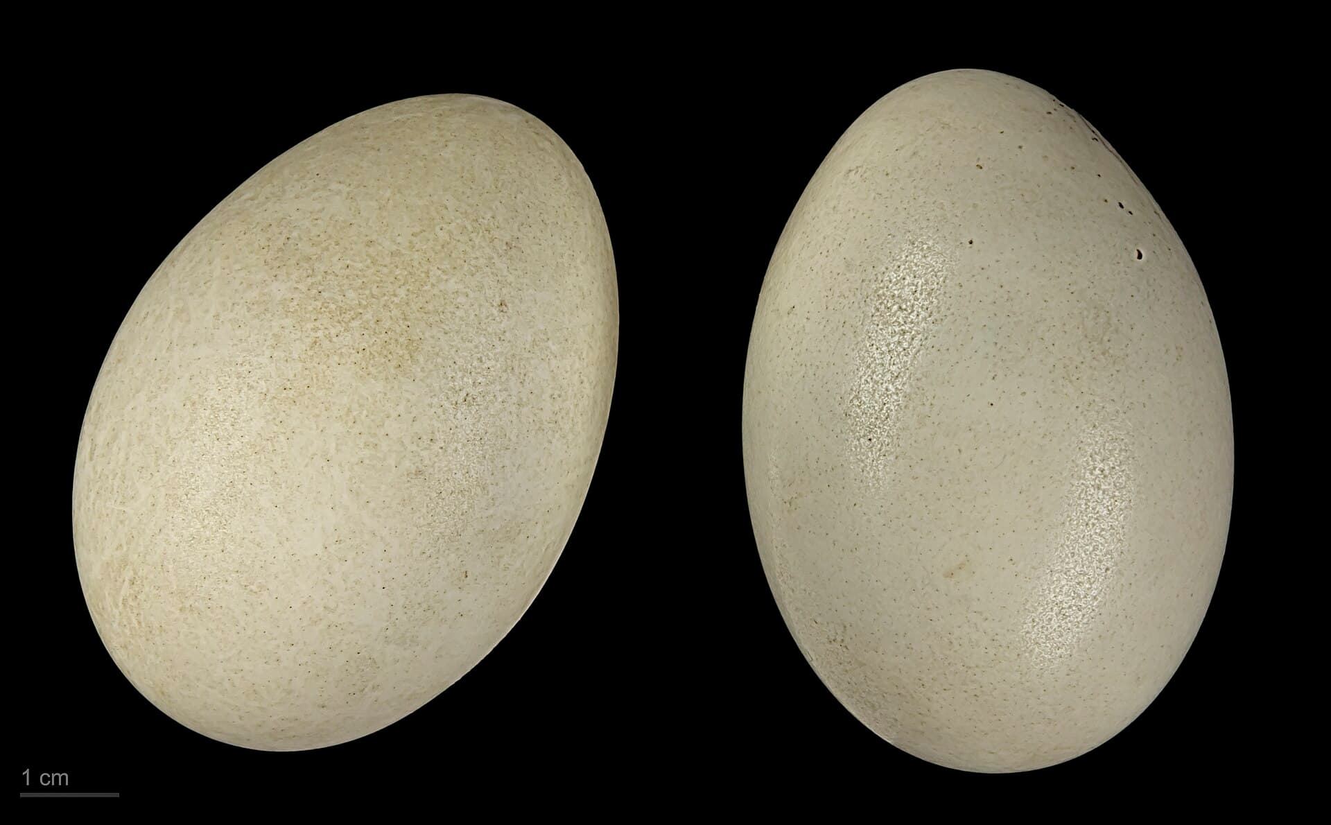 Afrikaanse bergeend (Tadorna cana) - Tadorna cana MHNT.ZOO.2010.11.21.2
