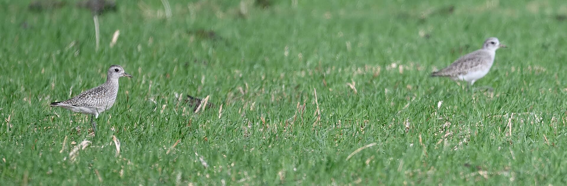 Amerikaanse goudplevier (Pluvialis dominica) - American golden plover bombay hook nwr 11.17.24 DSC 3791-topaz-rawdenoise