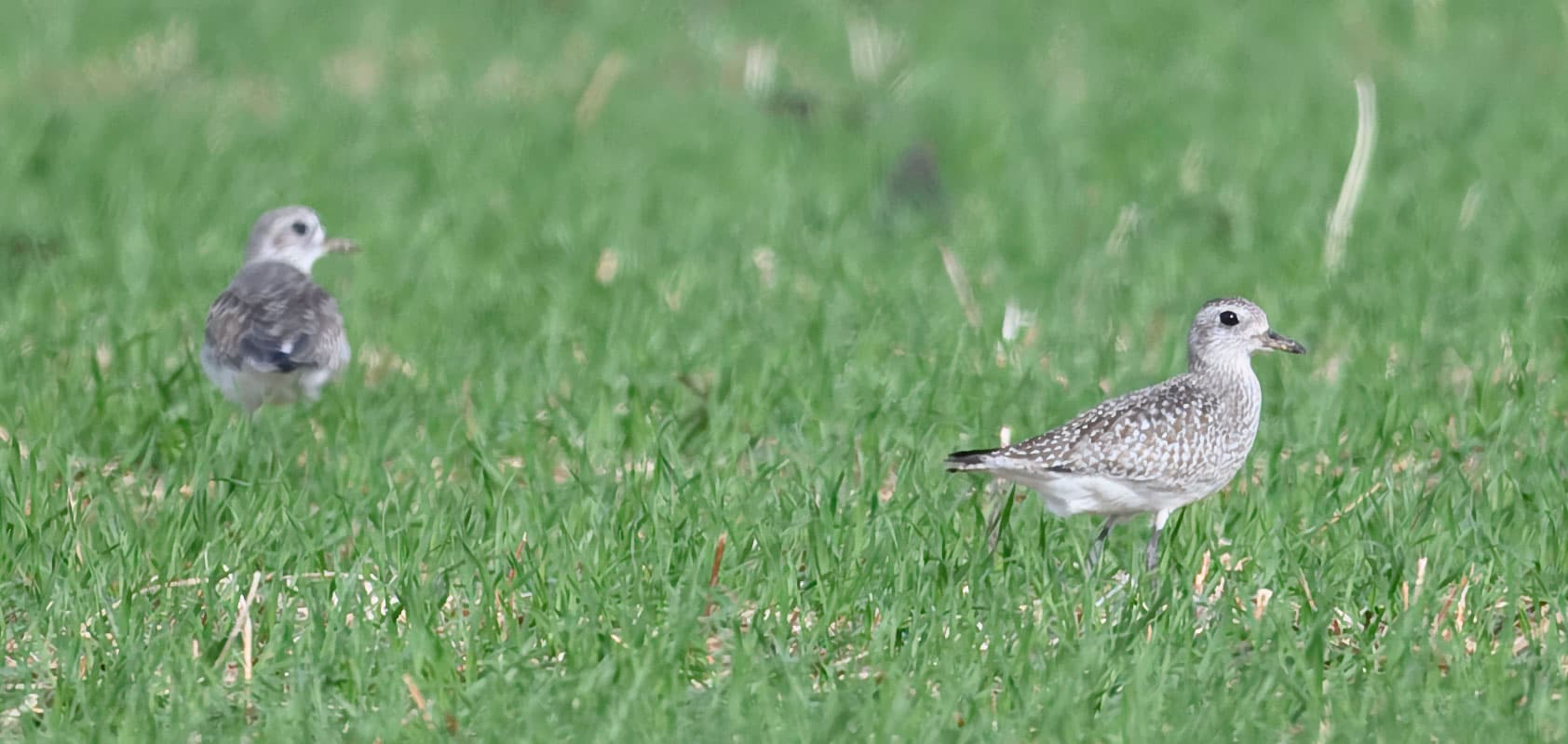 Amerikaanse goudplevier (Pluvialis dominica) - American golden plover bombay hook nwr 11.17.24 DSC 3797-topaz-rawdenoise