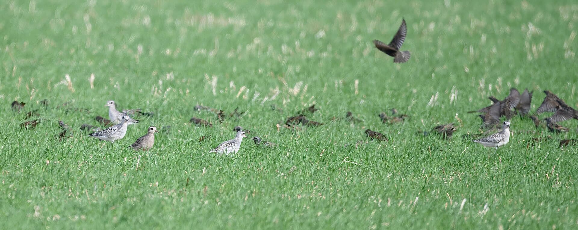 Amerikaanse goudplevier (Pluvialis dominica) - American golden plover bombay hook nwr 11.17.24 DSC 3901 best-topaz-rawdenoise