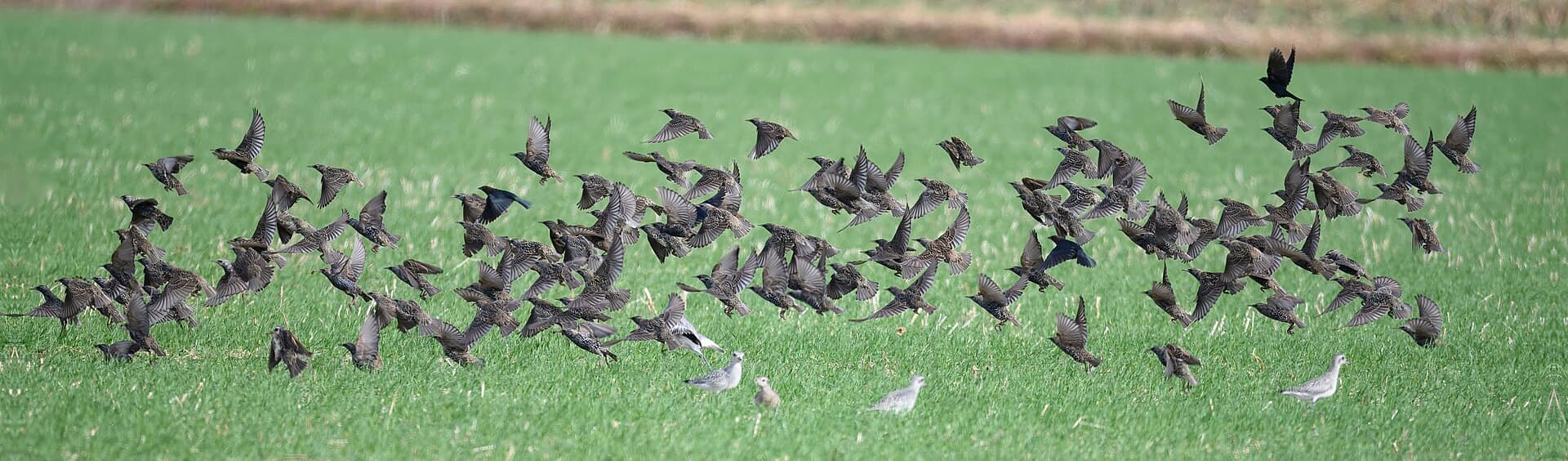 Amerikaanse goudplevier (Pluvialis dominica) - American golden plover bombay hook nwr 11.17.24 DSC 3903-topaz-rawdenoise