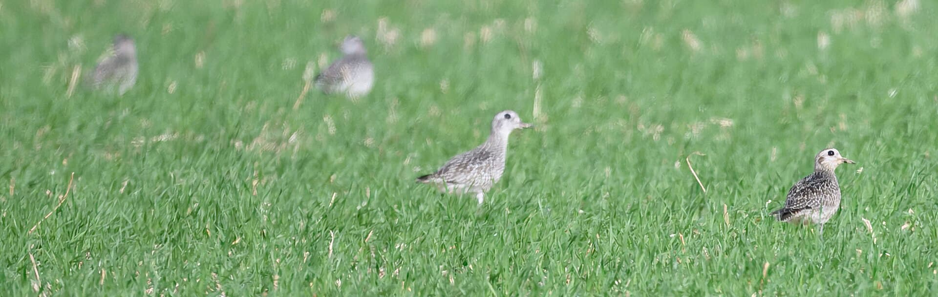 Amerikaanse goudplevier (Pluvialis dominica) - American golden plover bombay hook nwr 11.17.24 DSC 3819 best-topaz-rawdenoise