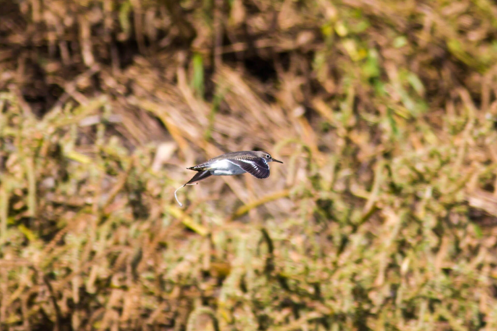 Amerikaanse Oeverloper (Actitis macularius) - Spotted sandpiper (36436693043)