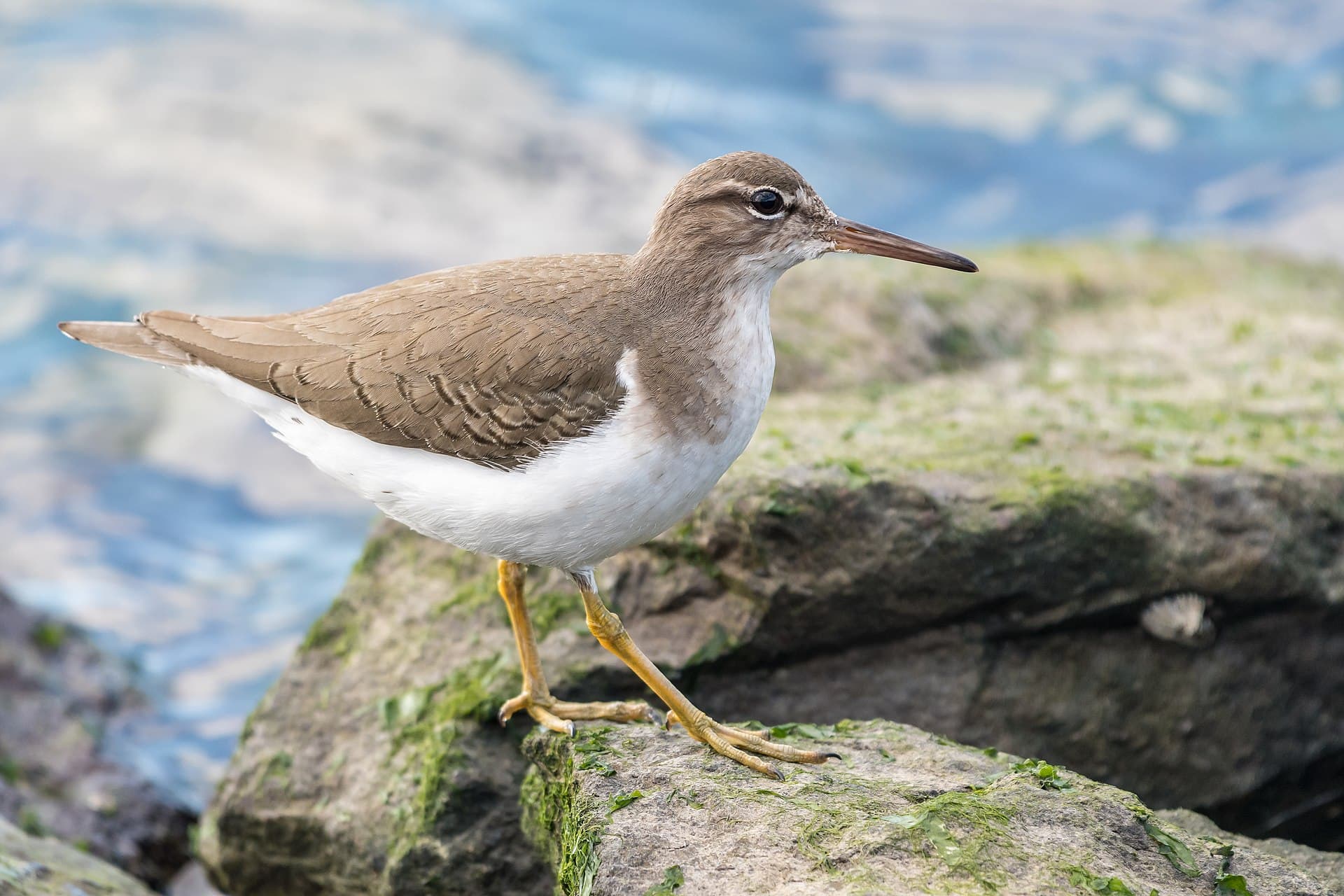 Amerikaanse Oeverloper (Actitis macularius) - Spotted Sandpiper (non-breeding plumage) (32877802088)
