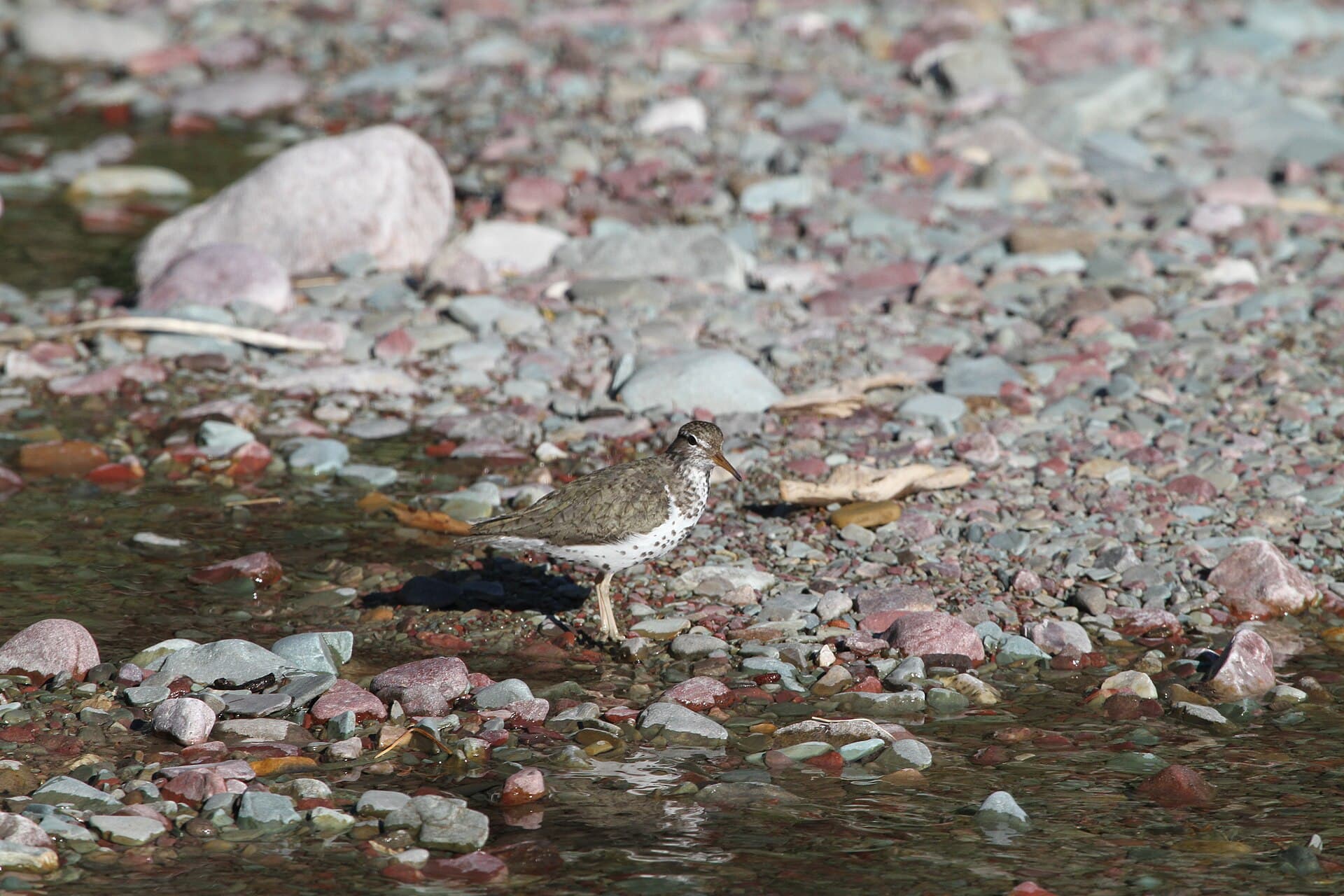 Amerikaanse Oeverloper (Actitis macularius) - Spotted Sandpiper (9314386879)