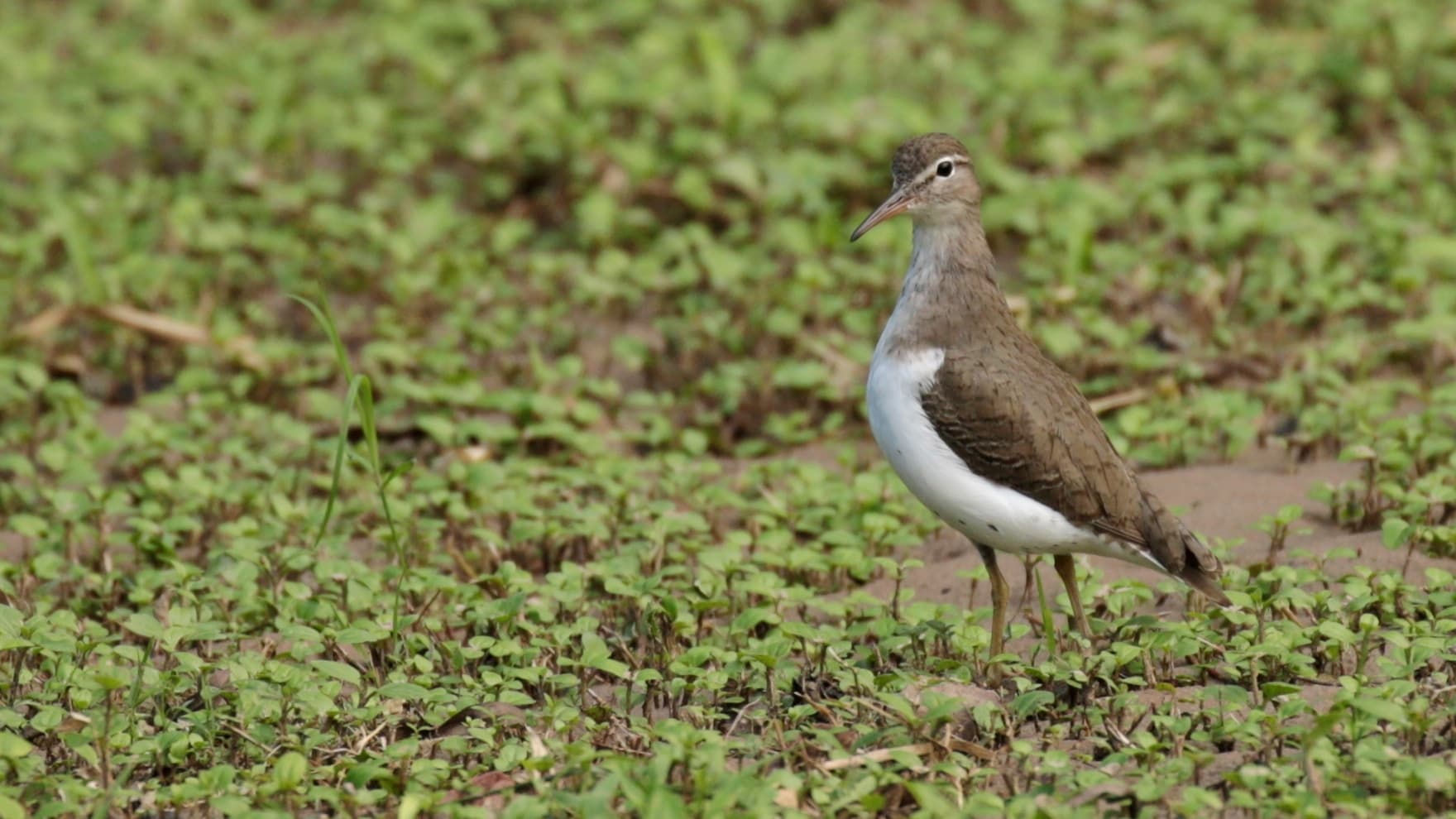 Amerikaanse Oeverloper (Actitis macularius) - Playero alzacolita - panoramio