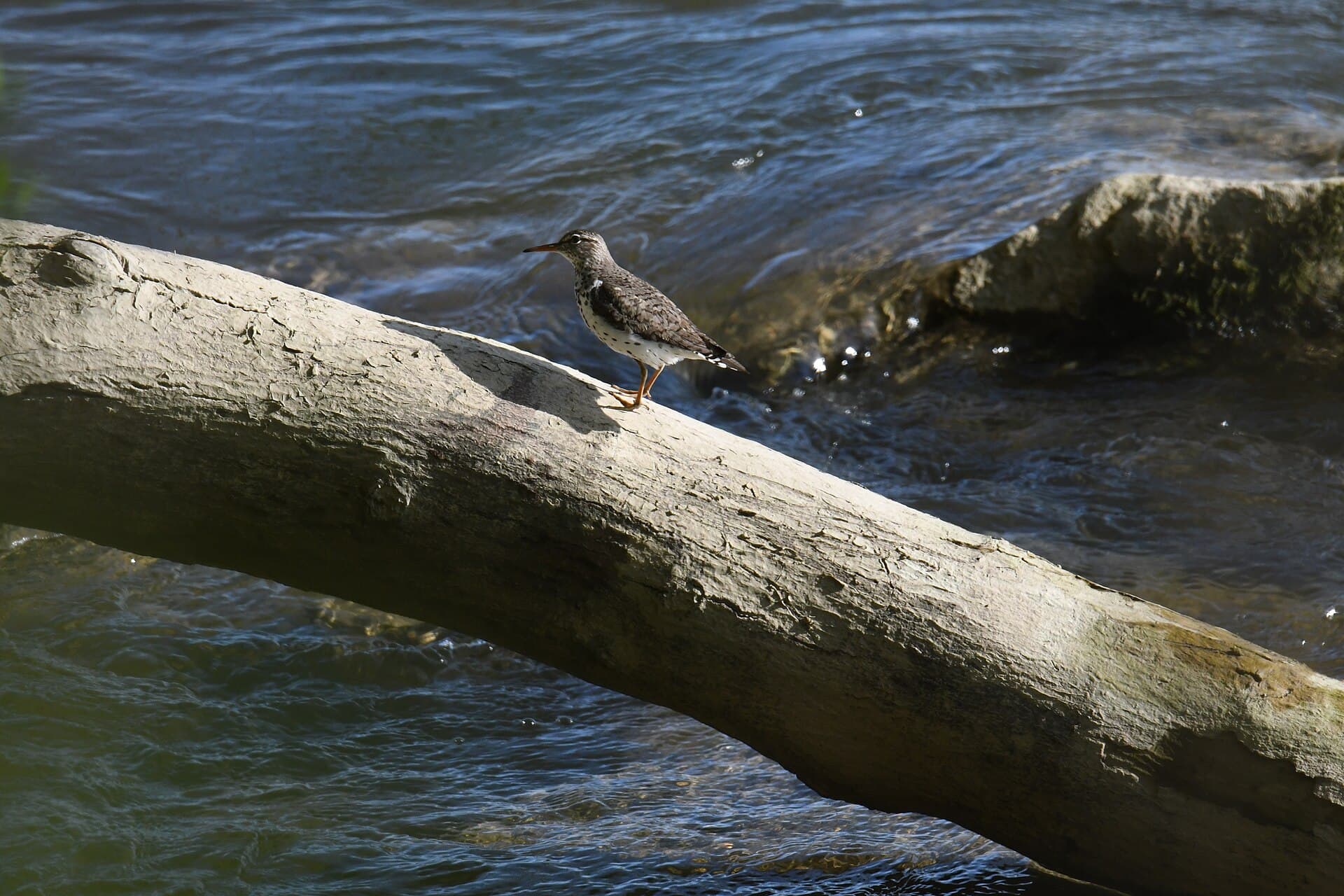 Amerikaanse Oeverloper (Actitis macularius) - Spotted sandpiper - 52083388663