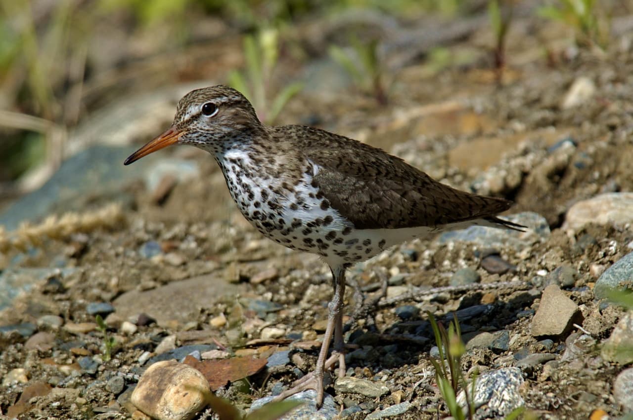 Amerikaanse Oeverloper (Actitis macularius) - Actitis macularia -Alaska-8