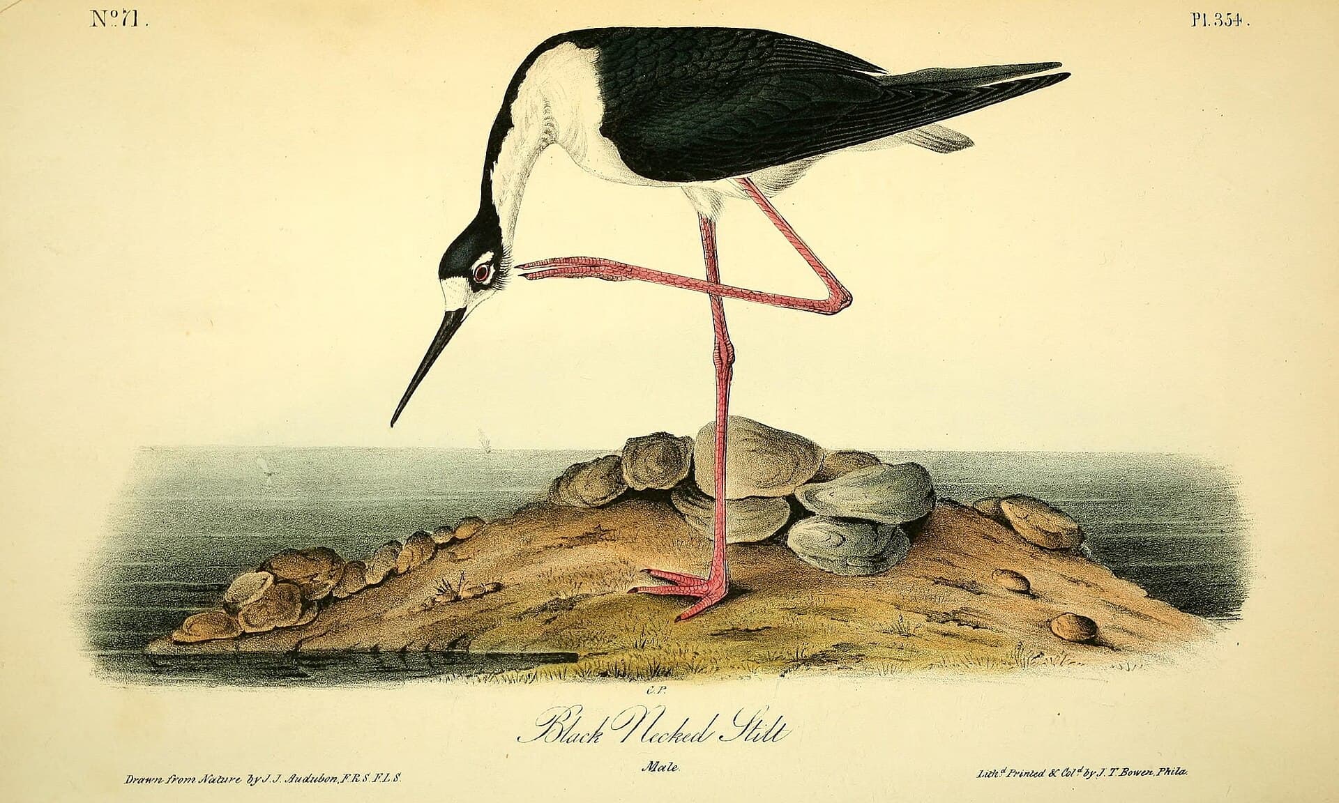 Amerikaanse steltkluut (Himantopus mexicanus) - The birds of America (Pl. 354) (8592711102)