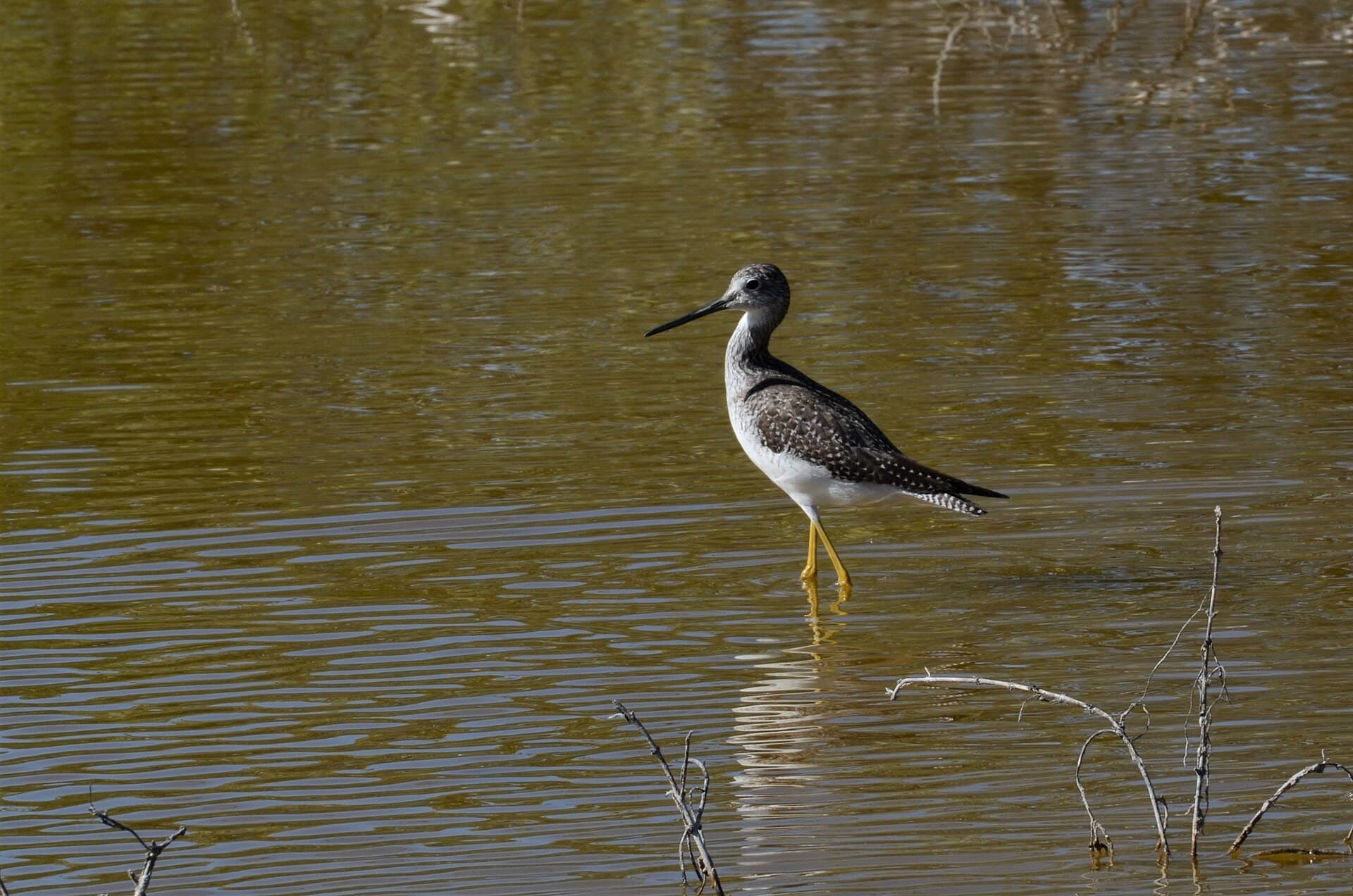 Amerikaanse steltkluut (Himantopus mexicanus) - Black-necked Stilt (Himantopus mexicanus) Yucatan Dic 2021 - 01