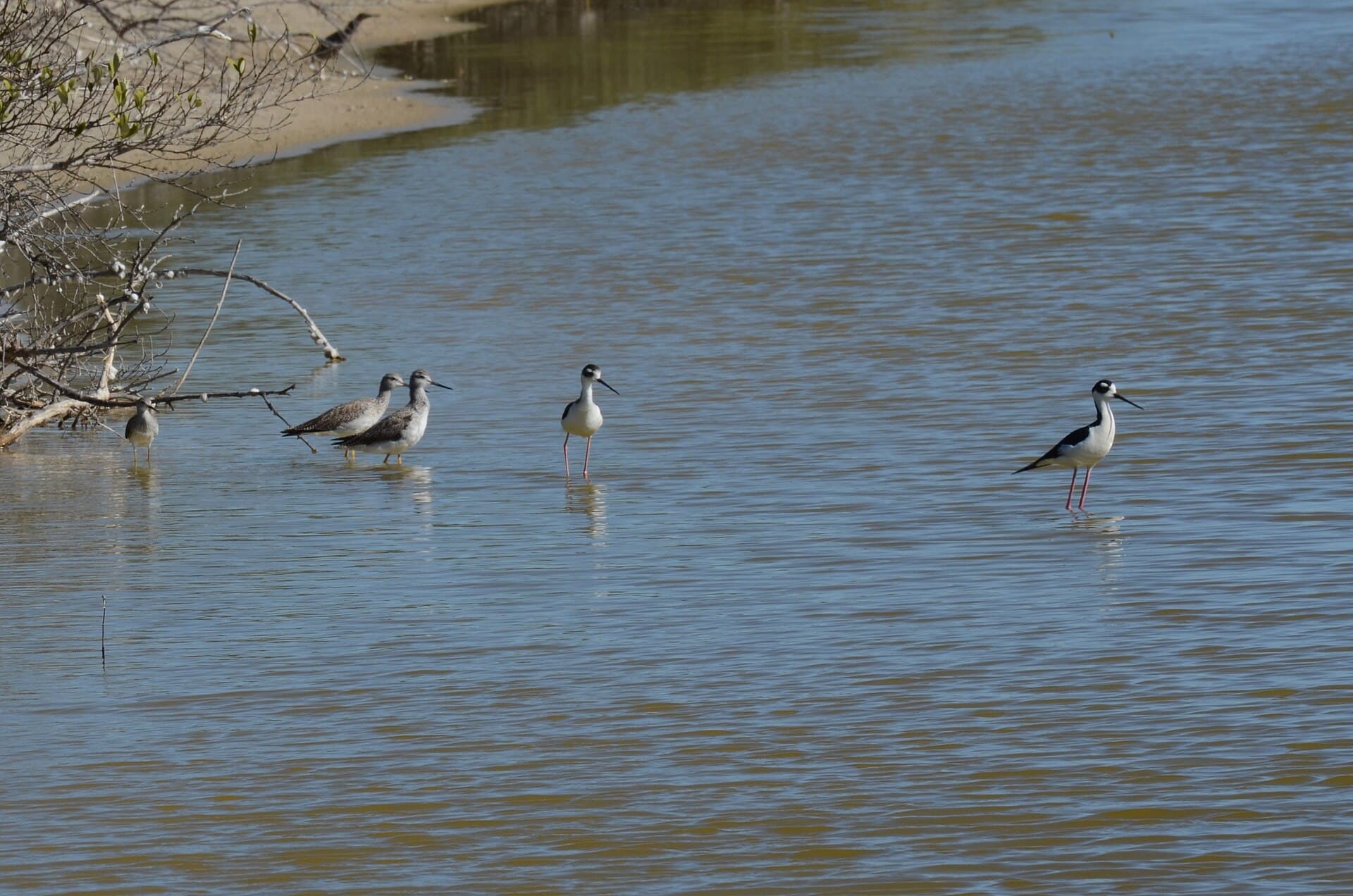 Amerikaanse steltkluut (Himantopus mexicanus) - Black-necked Stilt (Himantopus mexicanus) Yucatan Dic 2021 - 02