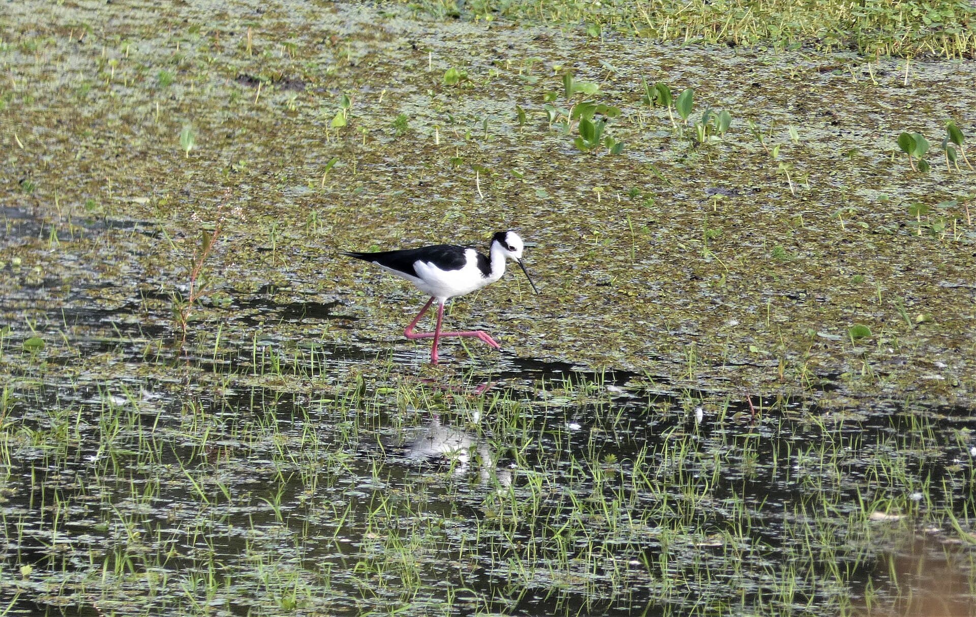 Amerikaanse steltkluut (Himantopus mexicanus) - Tero real (Himantopus mexicanus), Uruguay, 2021