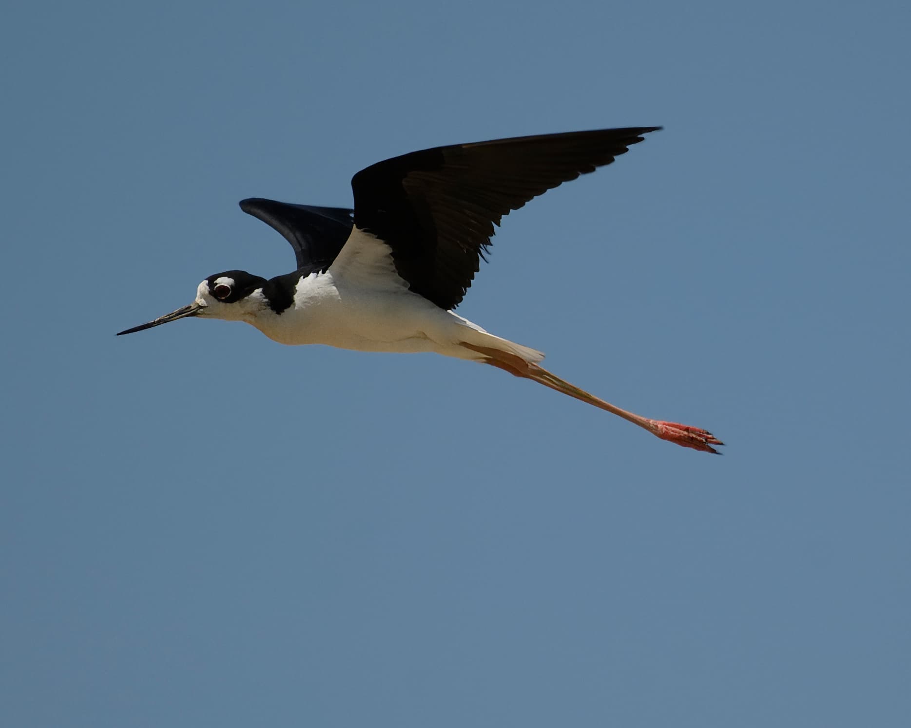 Amerikaanse steltkluut (Himantopus mexicanus) - Black-necked stilt poplar island 6.26.24 DSC 4159-topaz-sharpen